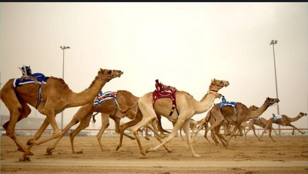 From Doha: Full-Day Private West Coast & Desert Safari Tour 3