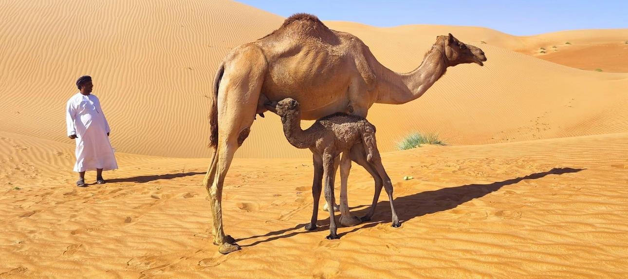 4WD Luxury Sunset Desert Safari Salalah Empty Quarter 3