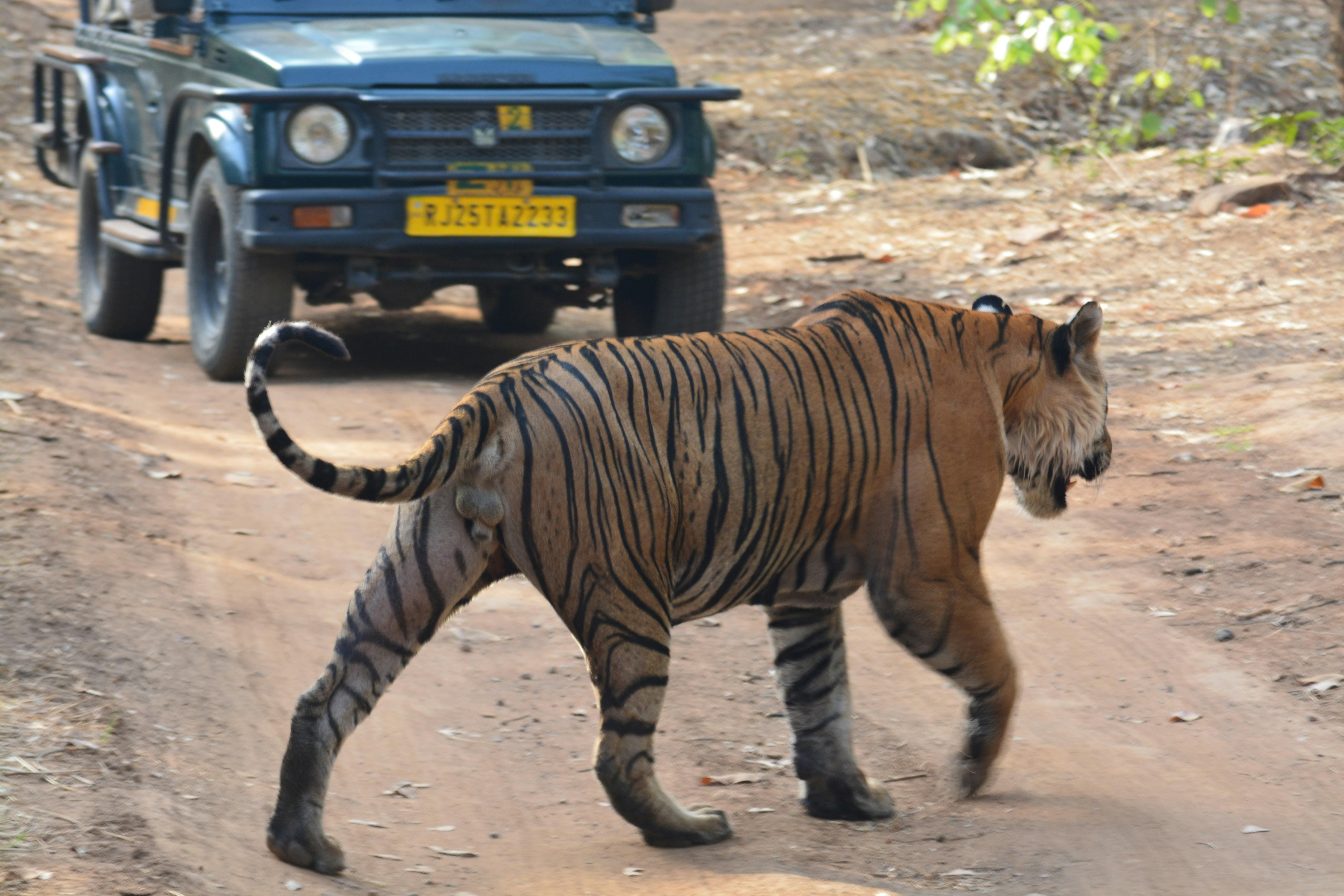From Jaipur: Ranthambore National Park Day Trip with Safari (12-Hour) 2