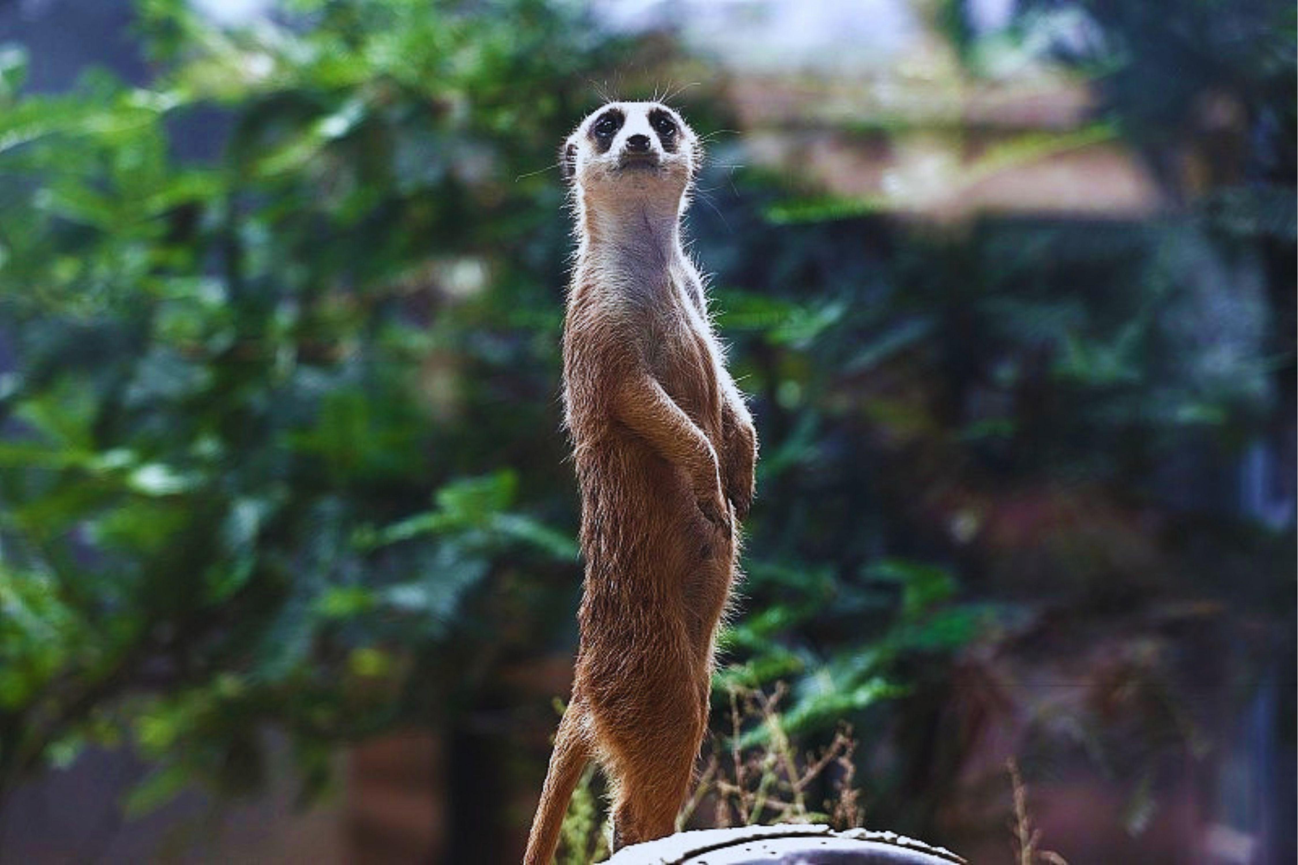 Beijing Zoo & Panda House Entry Ticket + Audio Guide 3