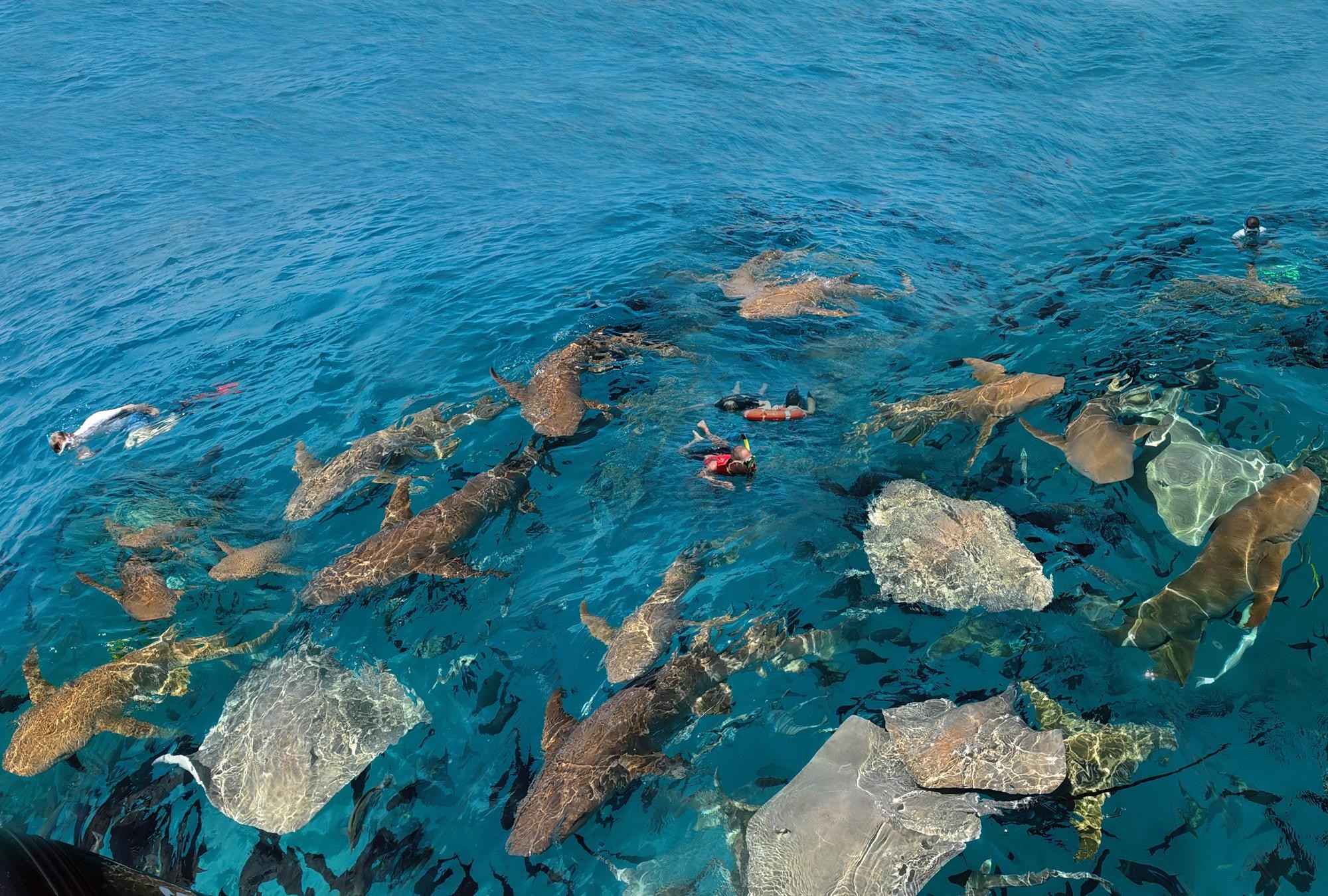 Maldives: Snorkeling with Nurse Sharks, Coral Reef, Sandbank 2