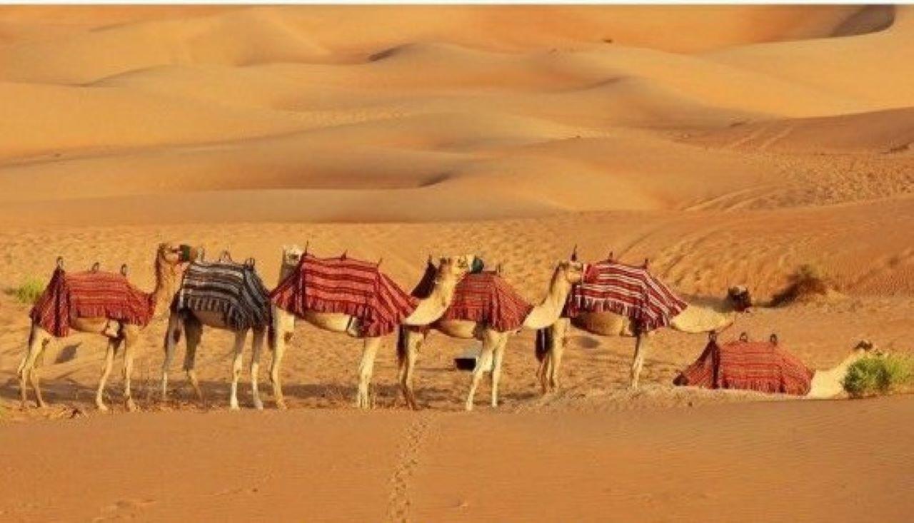 Full-day Pushkar tour from Jaipur with guide & Jeep safari 3
