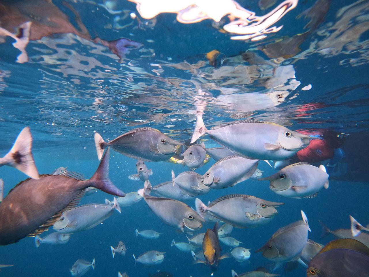 Malé: Snorkelling Tour at Kurumba House Reef & Tuna Factory