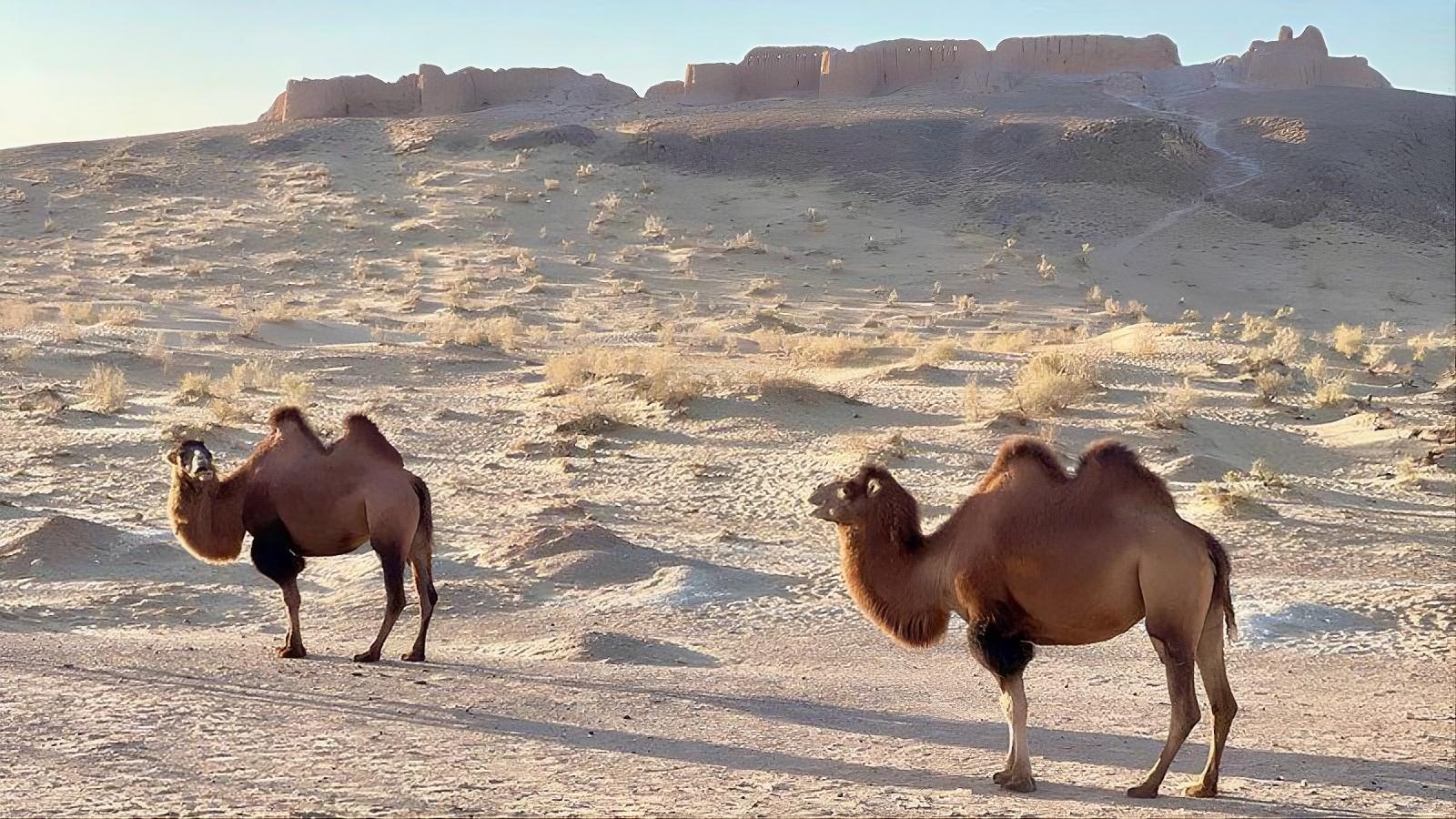 Day Trip from Khiva to six ancient fortresses