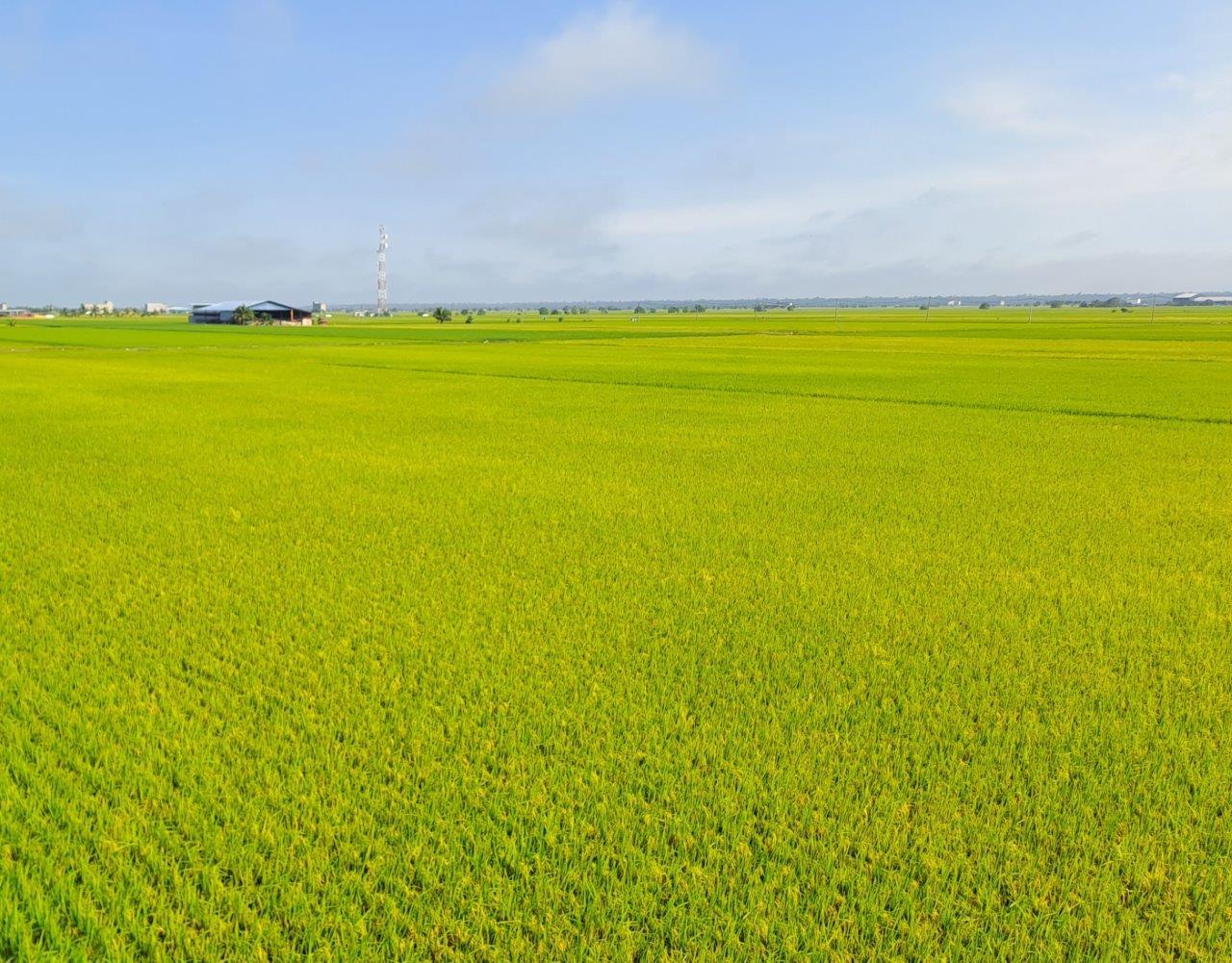 Kuala Selangor: Sky Mirror Island & Rice Field Tour 2