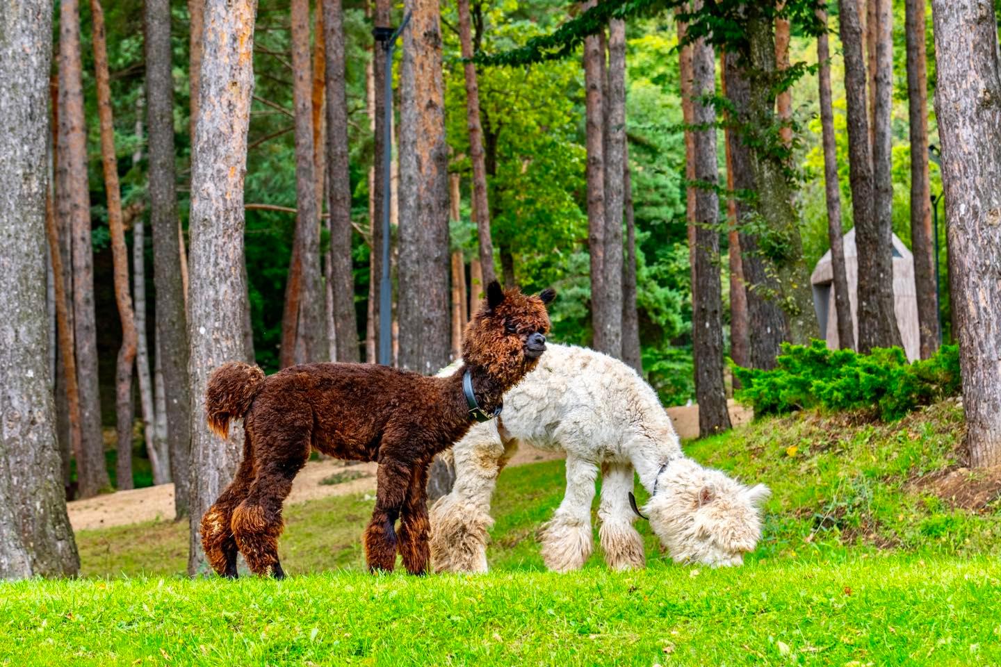 Romantic Lunch or Dinner with Alpacas near Tbilisi