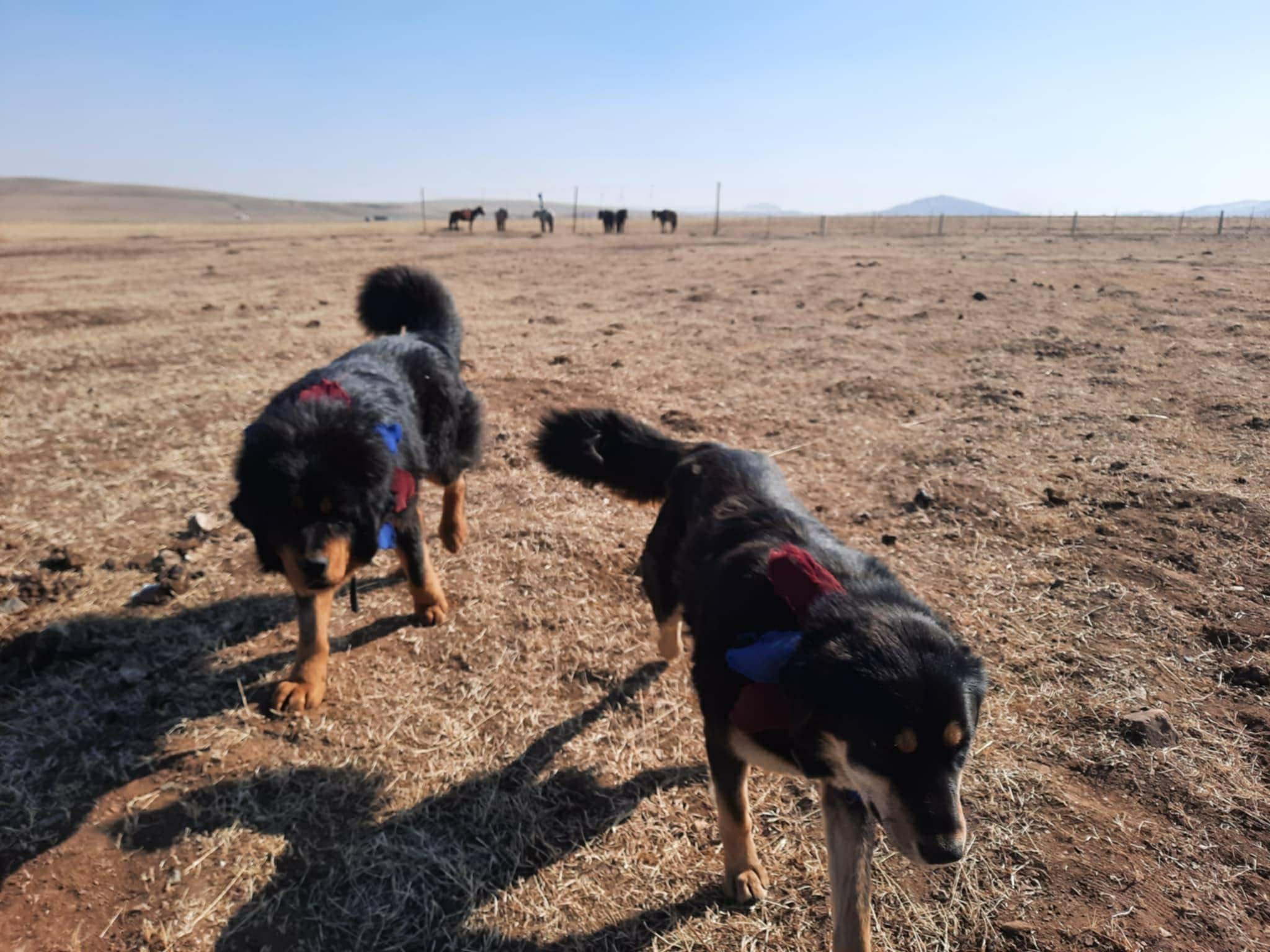 Ulaanbaatar: Private Custom City Tour with Historian Guide 2