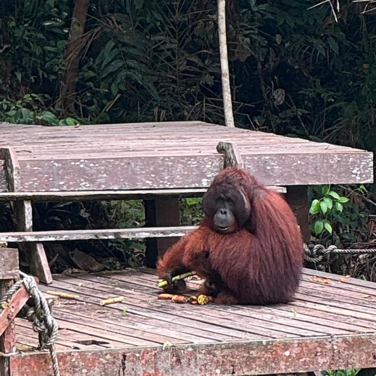 Kuching: Semenggoh Orangutan Viewing with Transfer 2