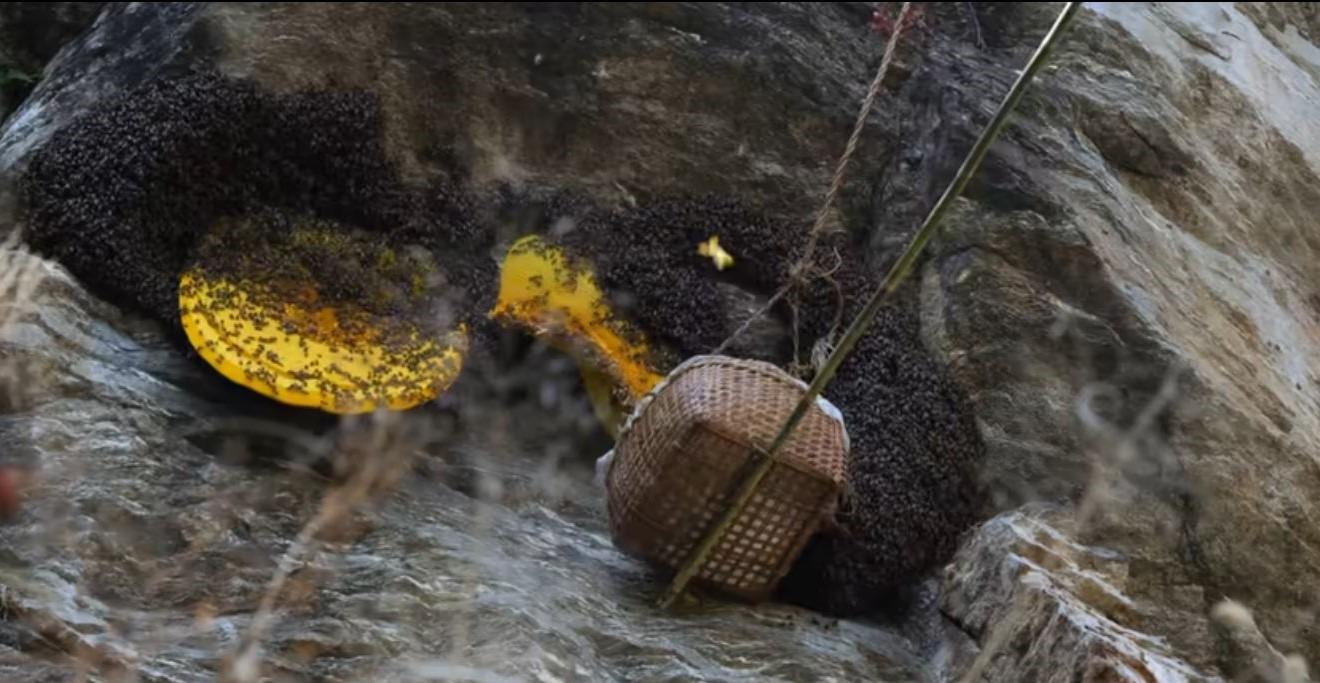 Kathmandu: Authentic Himalayan Rare Harvested Honey Tasting 3