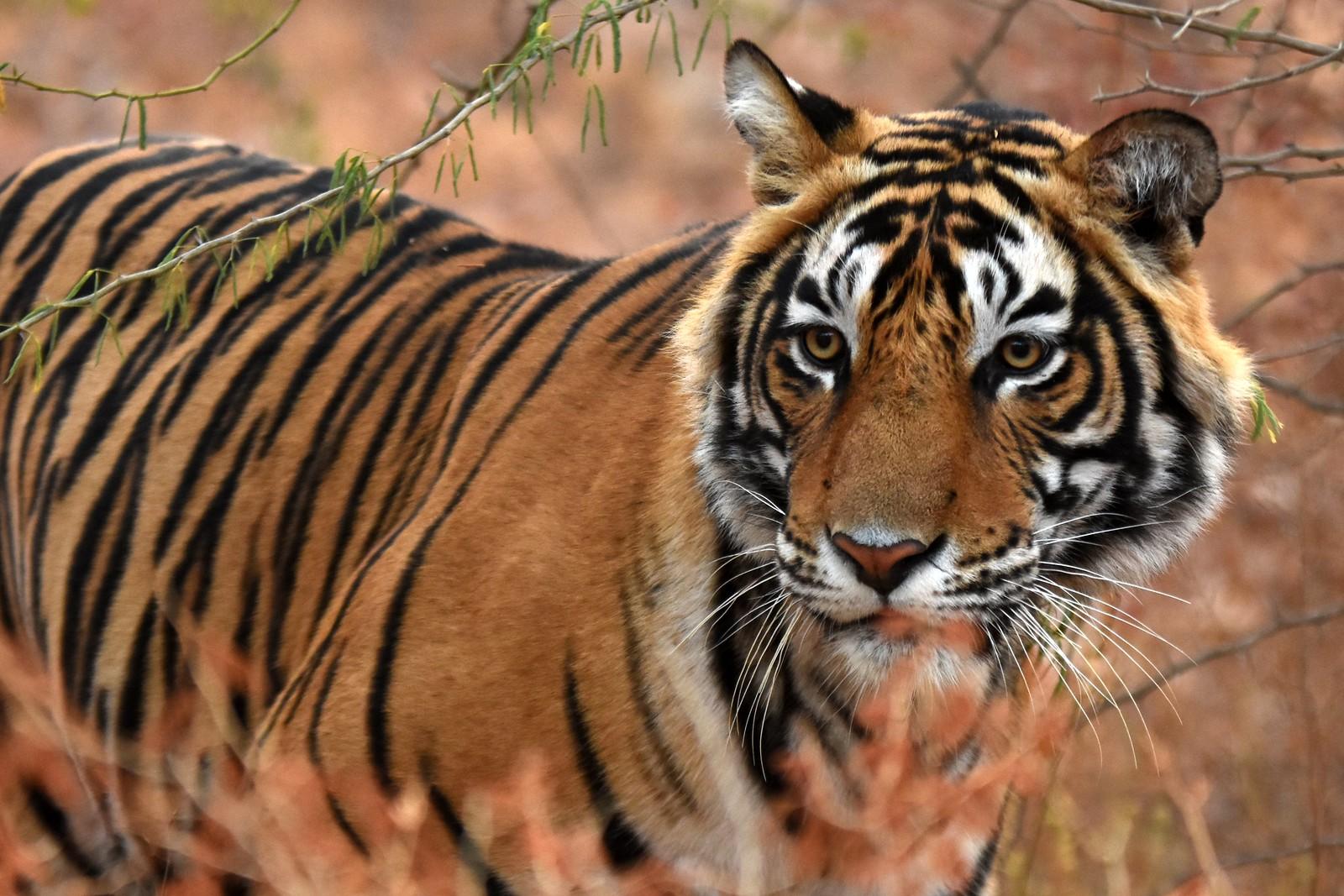 From Jaipur: One Day Trip to Ranthambore Tiger Safari 2