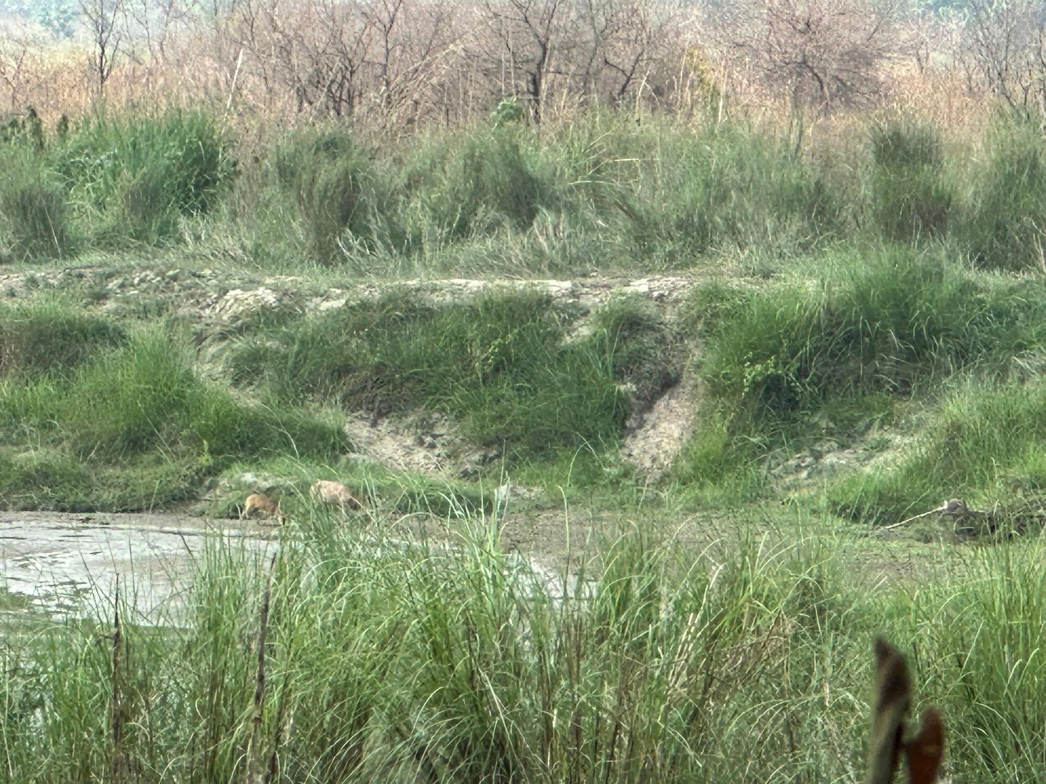 Nepal: 16-Day Tarai Wildlife Tour in Search of Bengal Tigers 3
