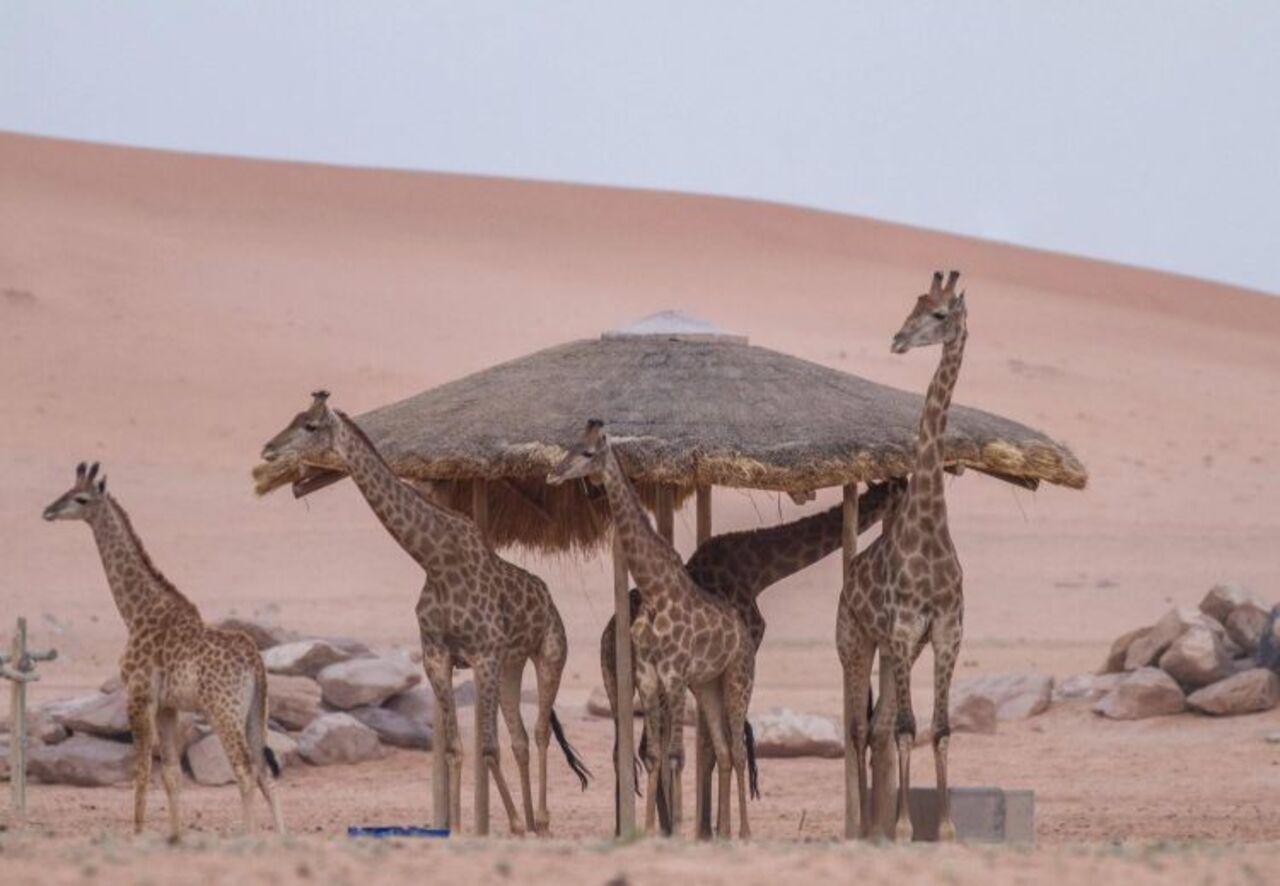 Riyadh: Nofa Wildlife Park Safari Private Tour 3