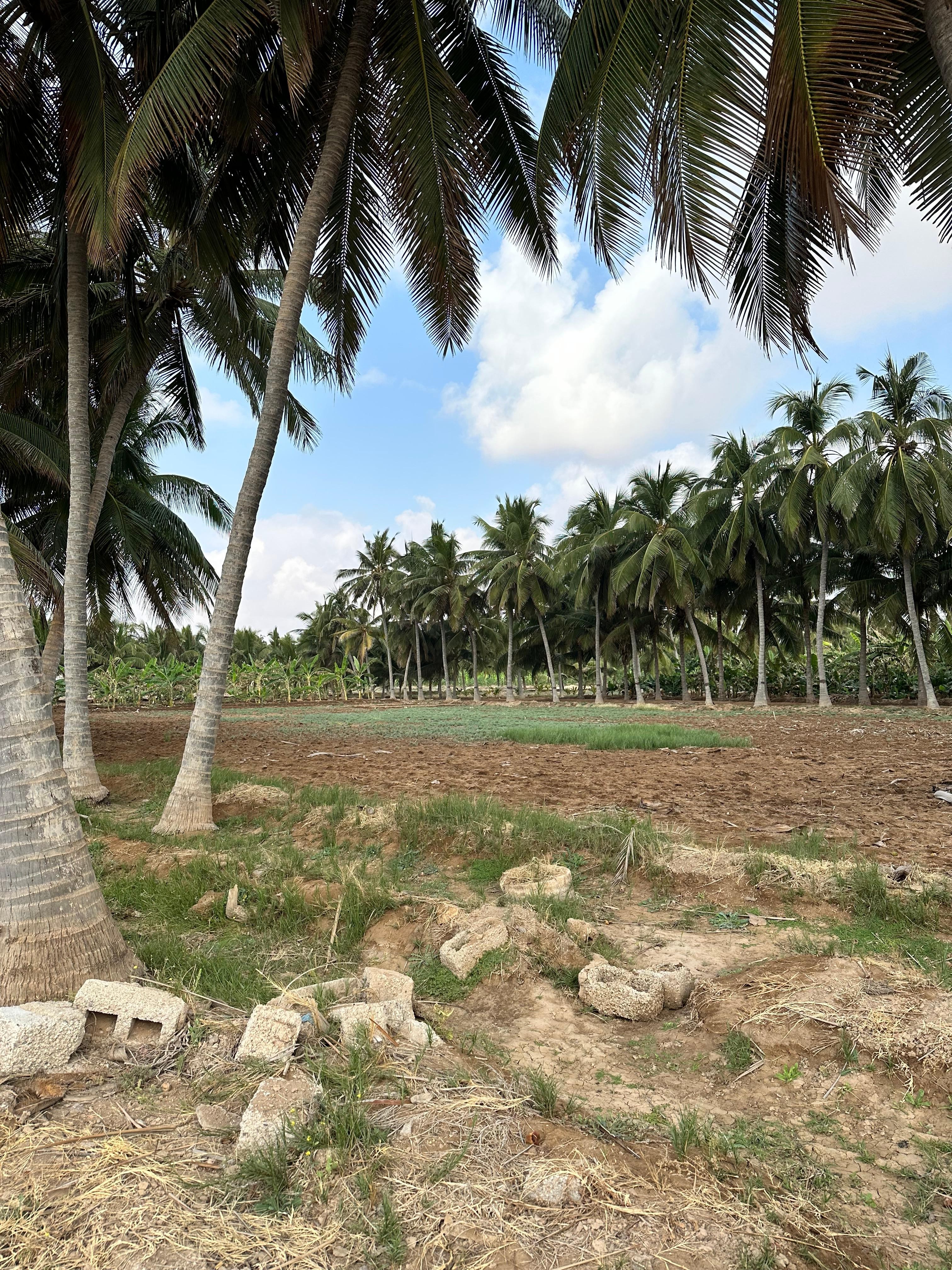 Full-Day Khareef Experience: Wadi Darbat & Salalah Mountains 3