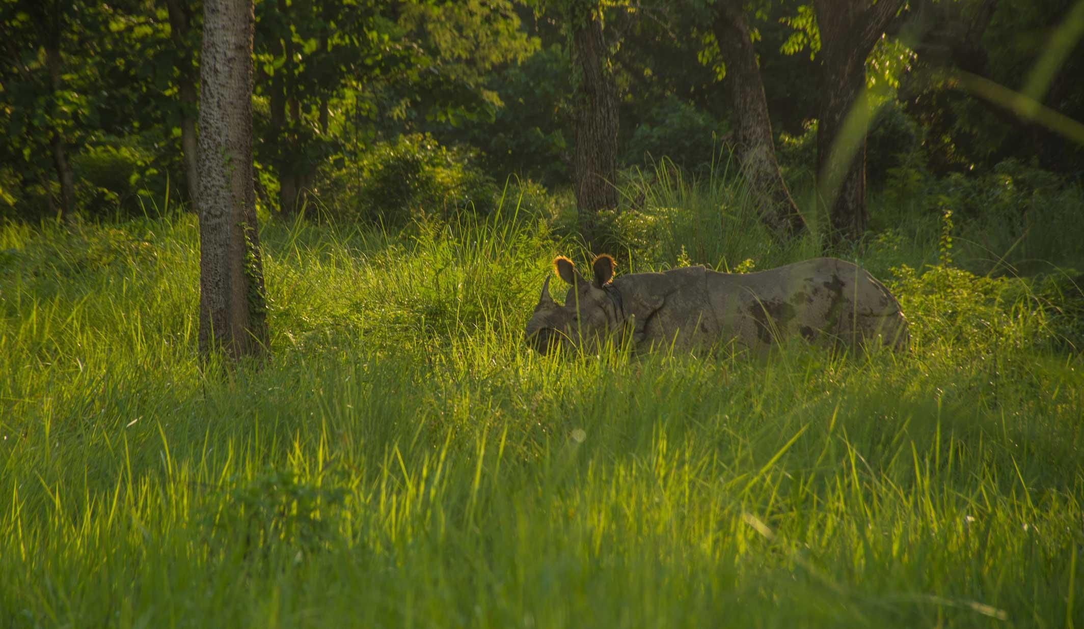 Bardia National Park: Tiger Photography Tour with Lodging 2