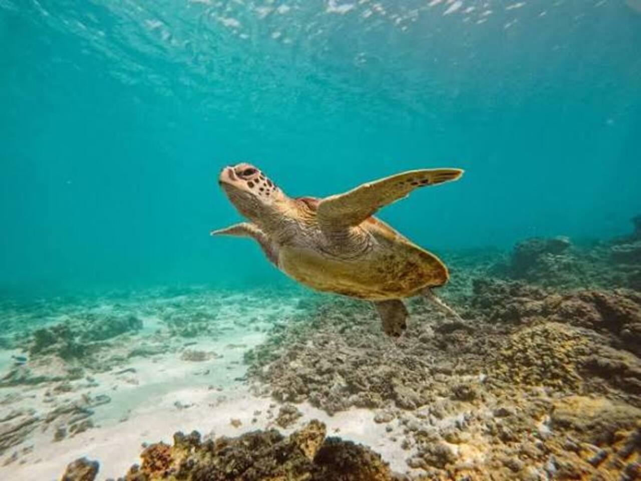 From Muscat: Daymaniyat Islands Coral-Reef Scuba Diving Trip