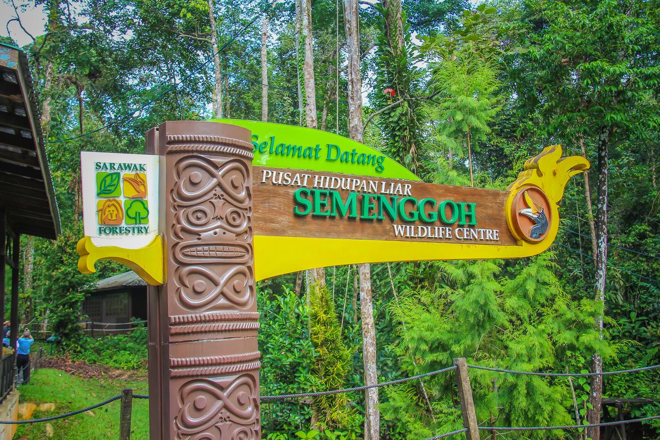 A Glimpse of Orangutan in Semenggoh Wildlife Centre 3