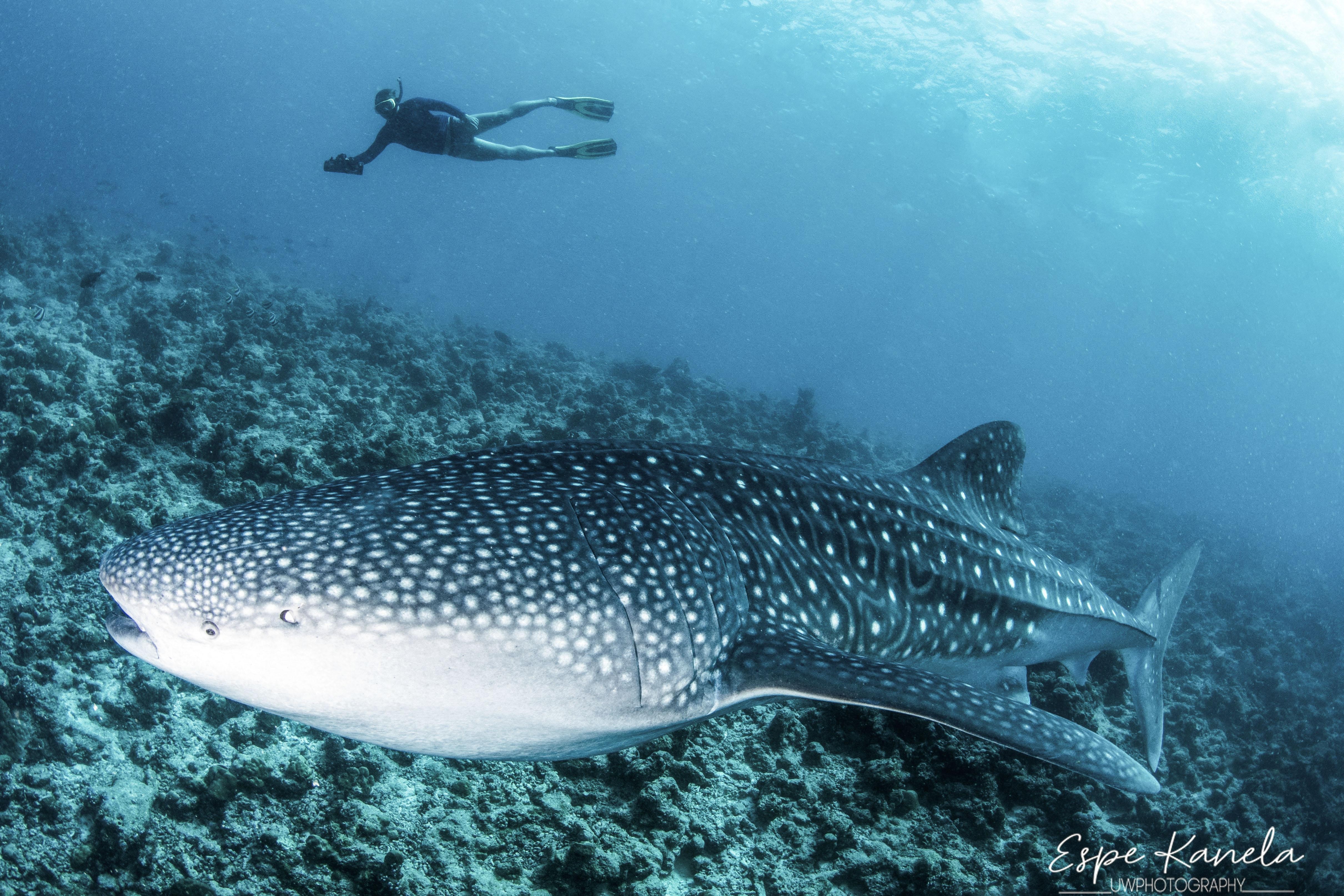 Maldives: South Ari Atoll 4-Night Diving Package