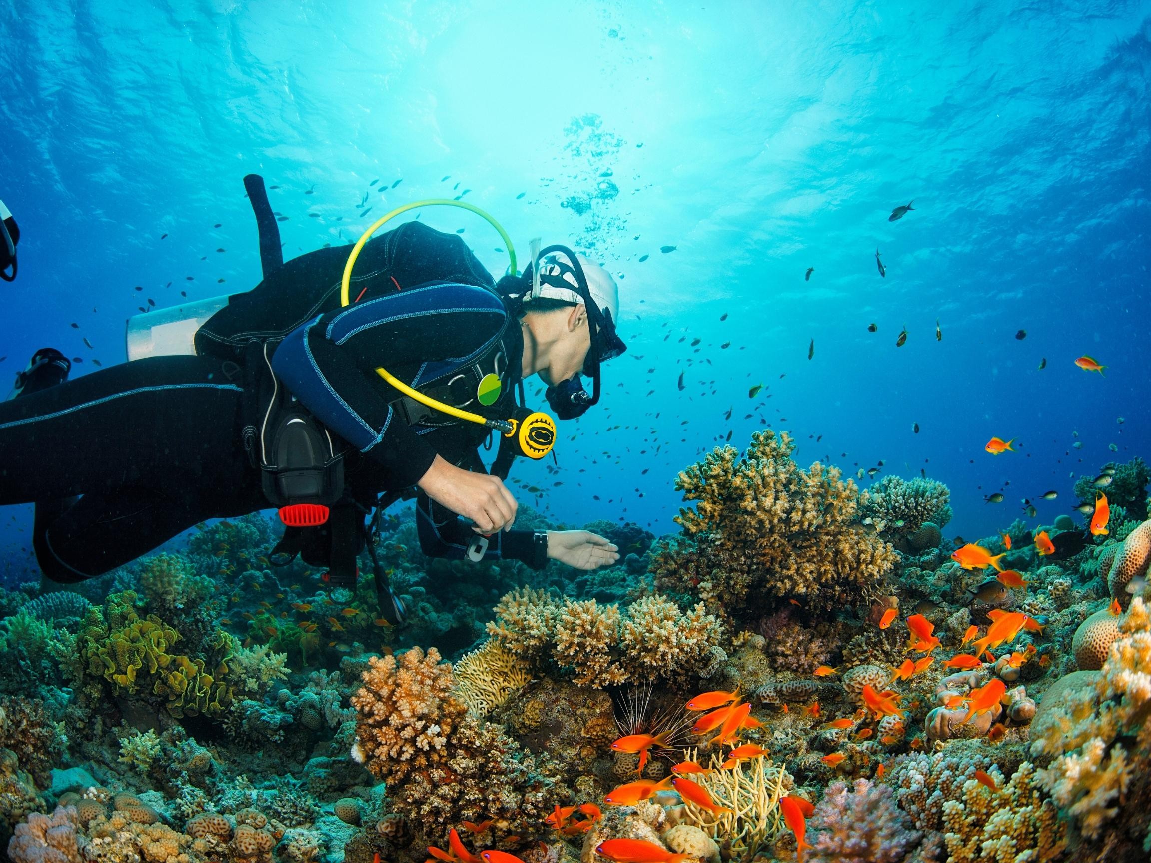 From Musandam: 6-Hours Diving Experience in Khasab 3