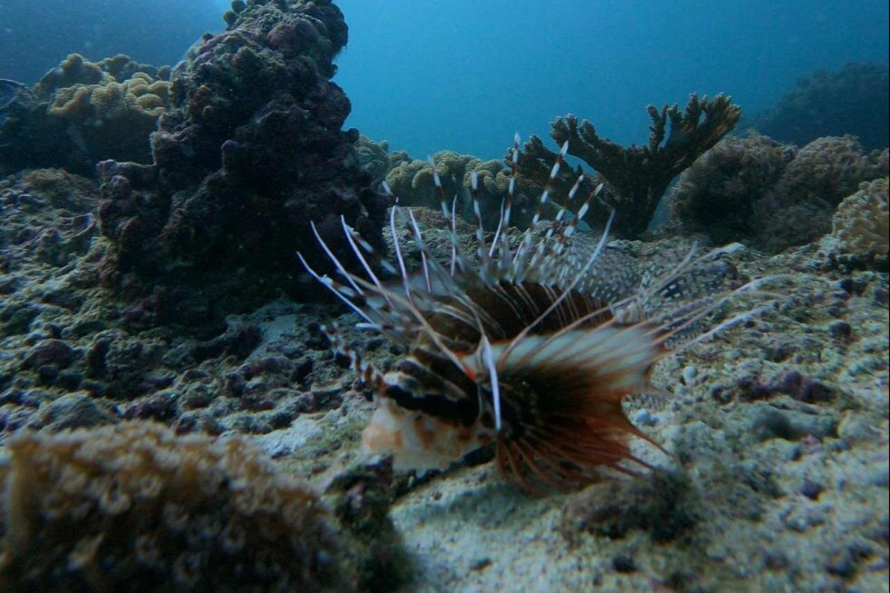 Muscat: Discovery under the water & Scuba Diving in Muscat 2