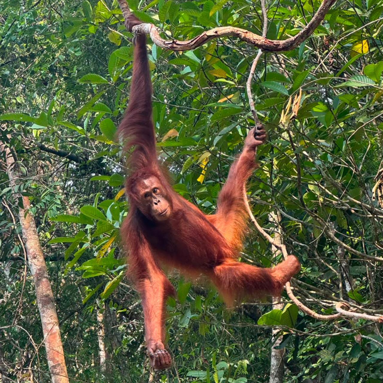 Kuching: Semenggoh Orangutan Viewing with Transfer