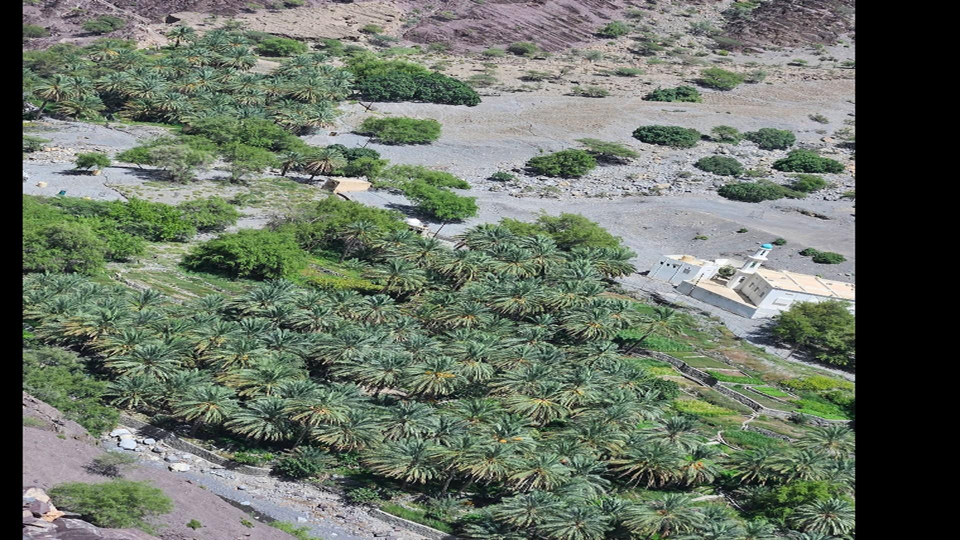 Guided mountain tour: Sayq Plateau & descent through the Wadi Muaydin