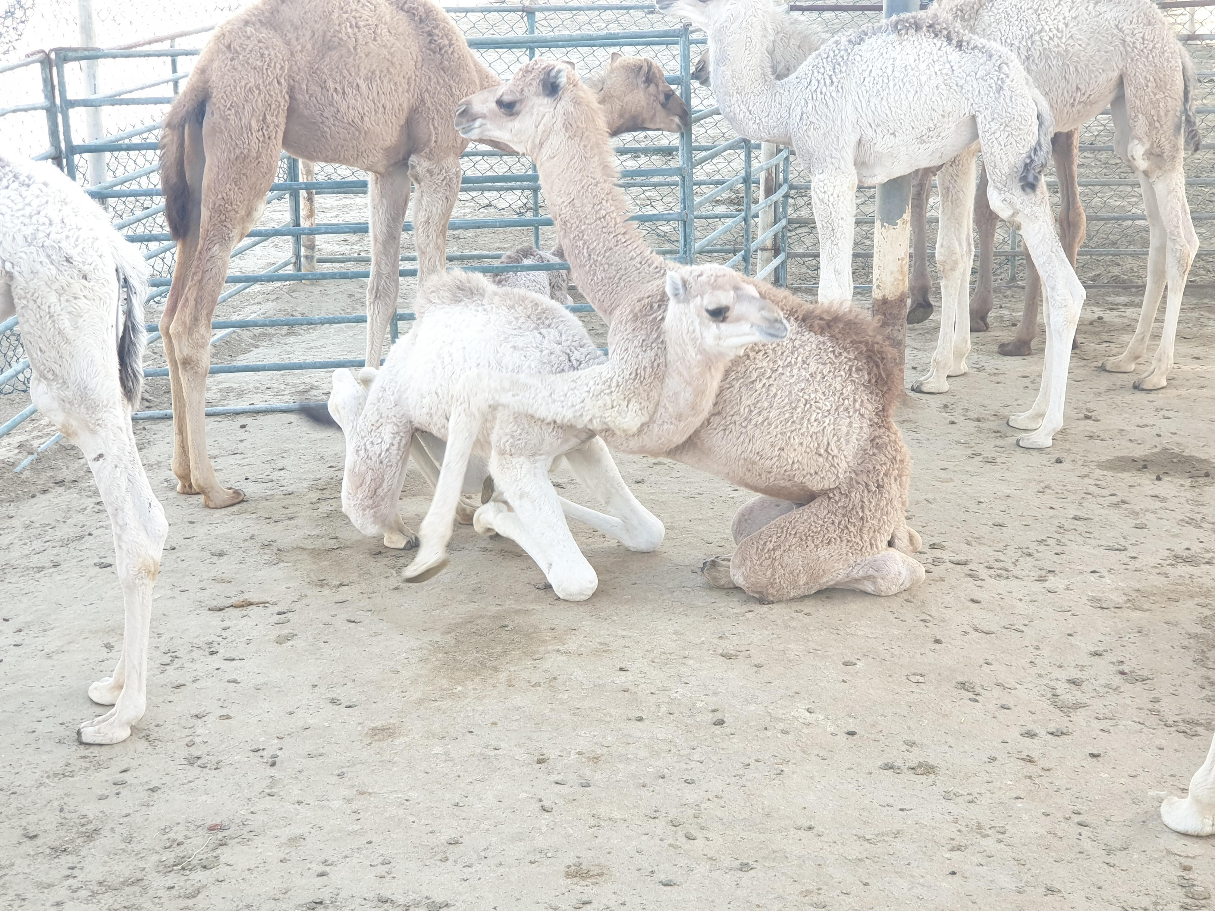 Bahrain Half-Day Desert Tour 3