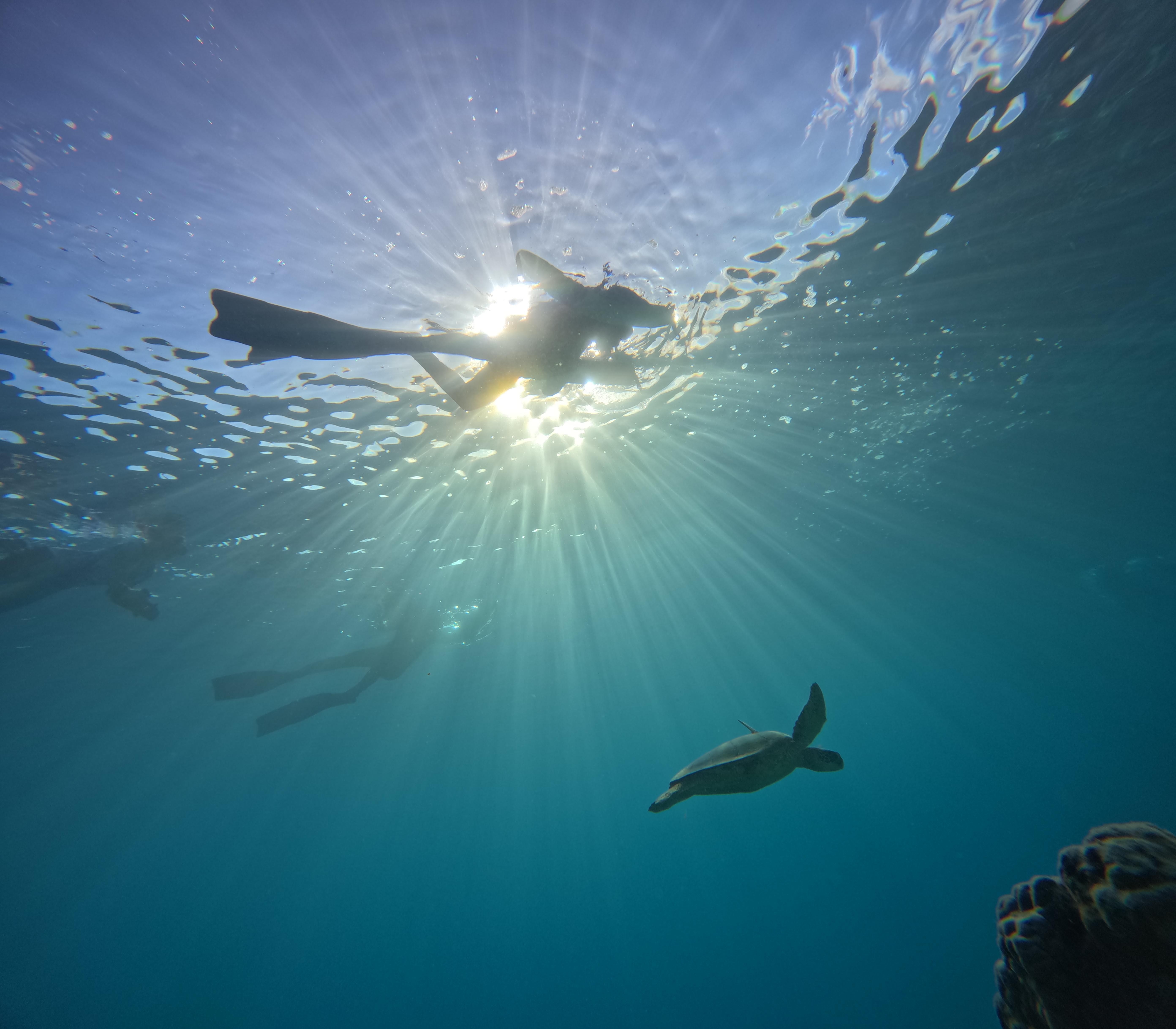 Mactan: Freediving and Island Hopping with lunch