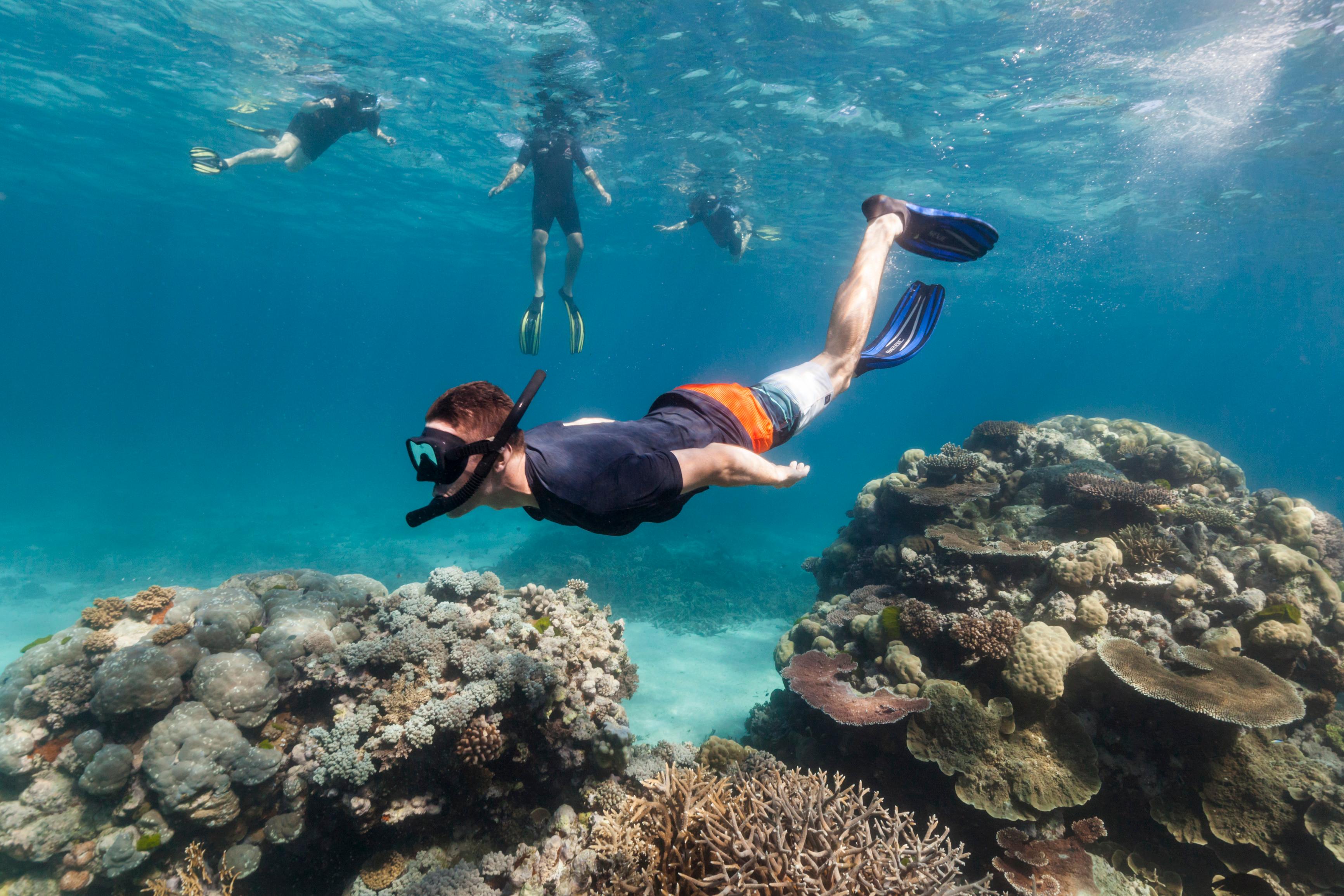 Muscat: Dolphin Watching and Snorkeling Tour