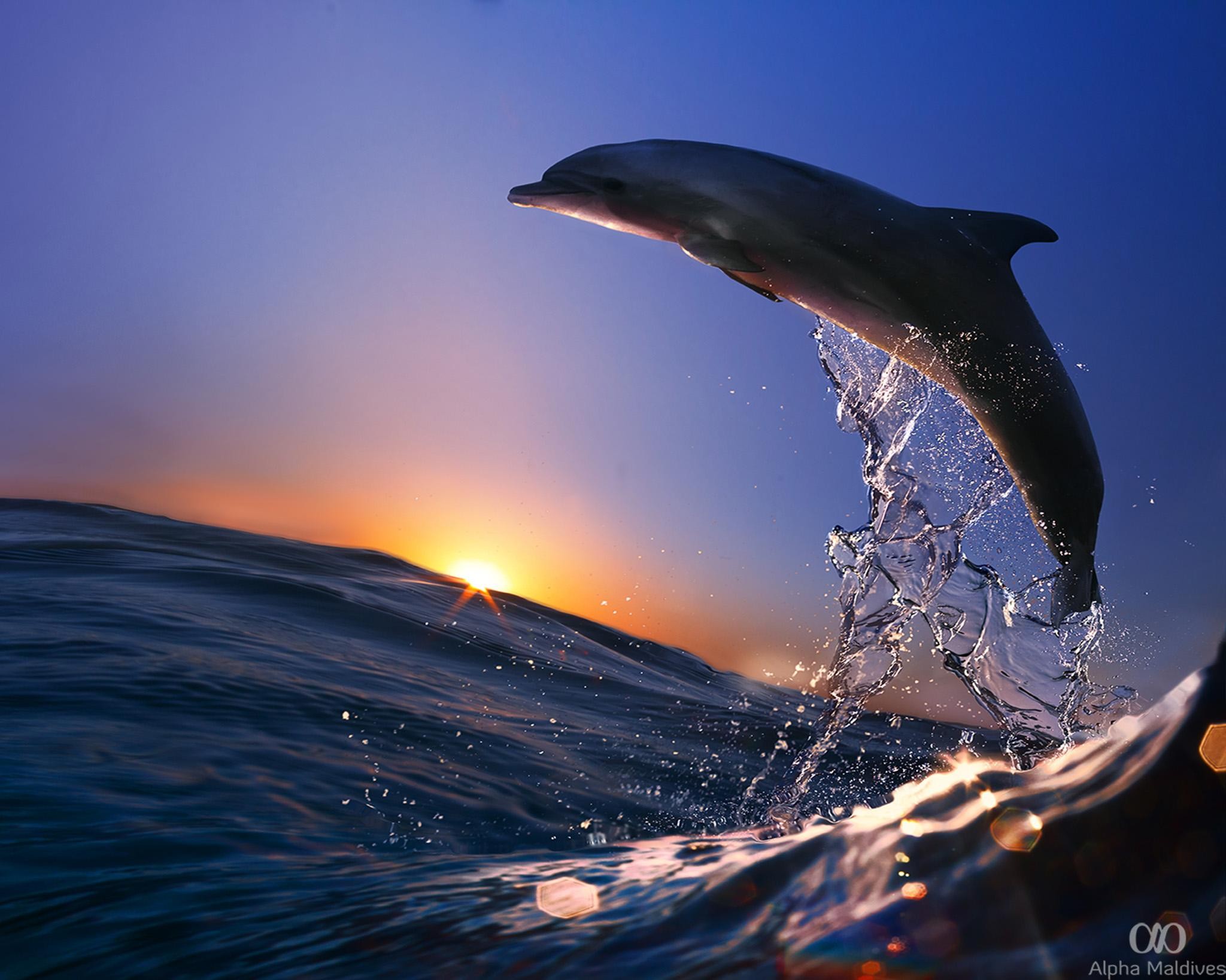 Maldives: Sunset, Dolphin Watching & Reef Snorkeling Tour 3