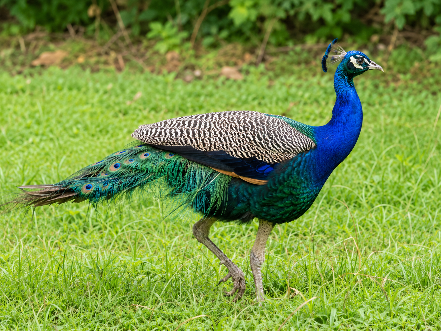 Chitwan Jungle Safari 3 Days – Wildlife, Culture & Lodge 2