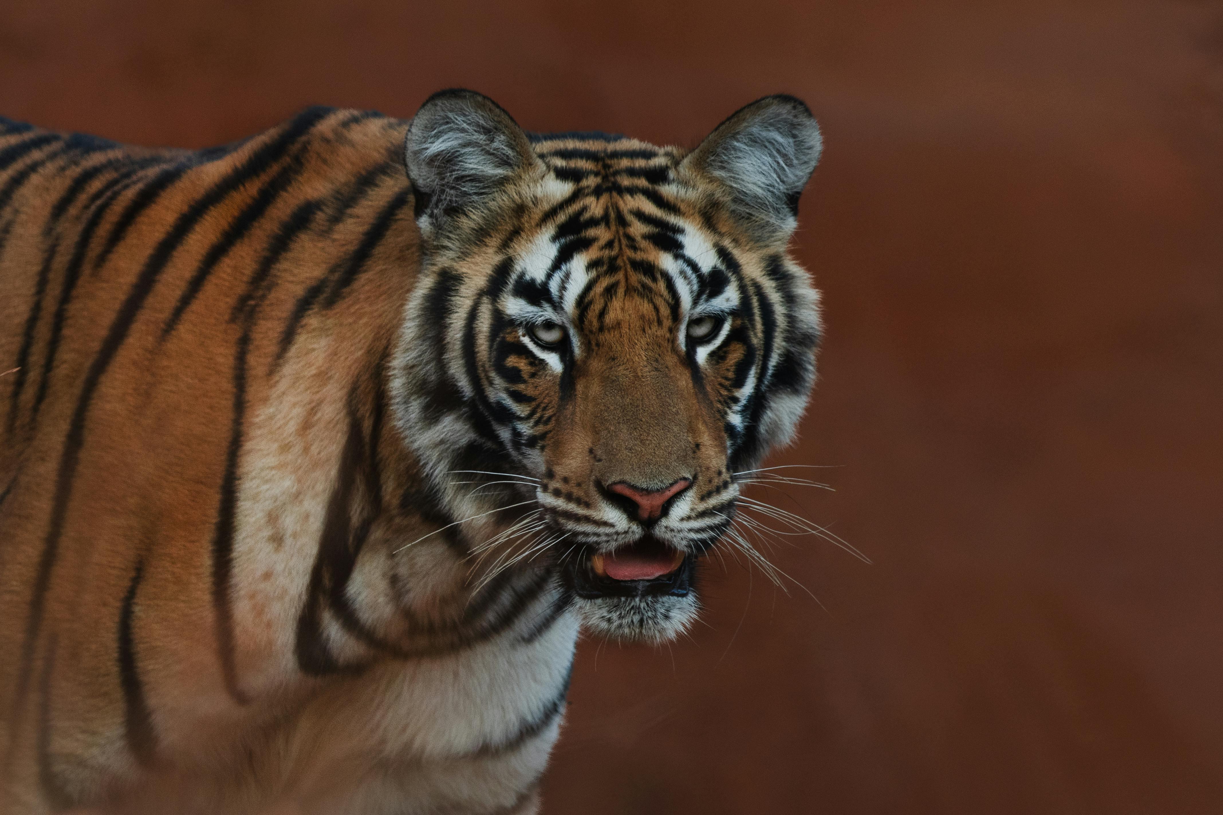Delhi-Agra-Jaipur Golden Triangle Multiday Trip with Safari 3