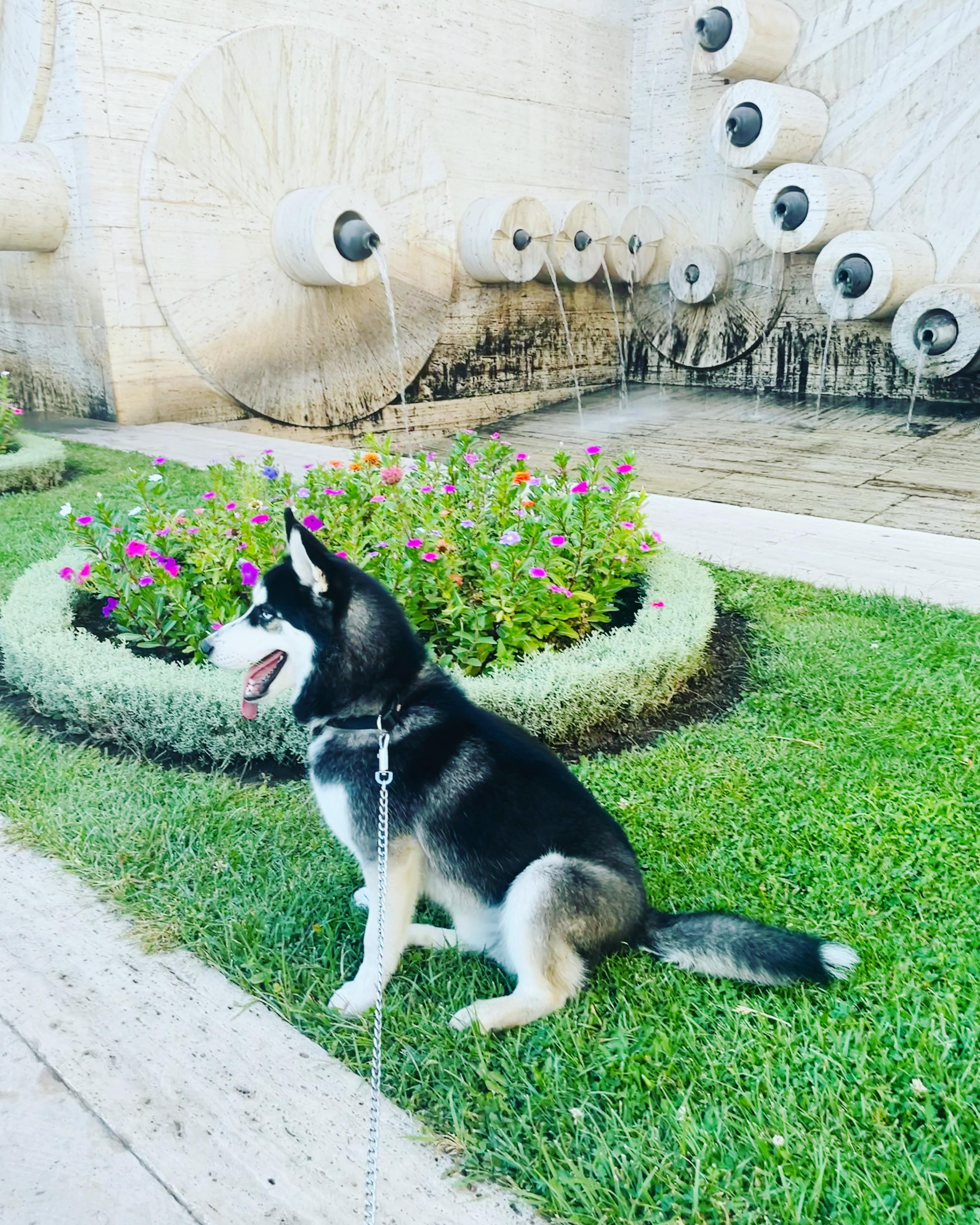 Yerevan: Wine, Husky Cuddles & the City Glowing at Your Feet 2