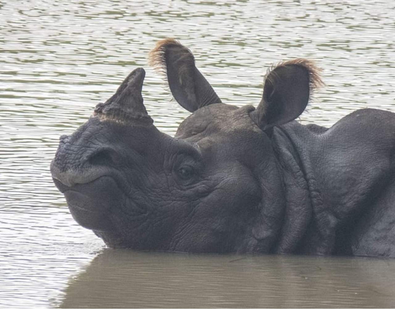 Bardiya: 7-Day Royal Bengal Tiger & One-Horned Rhino Safari 3