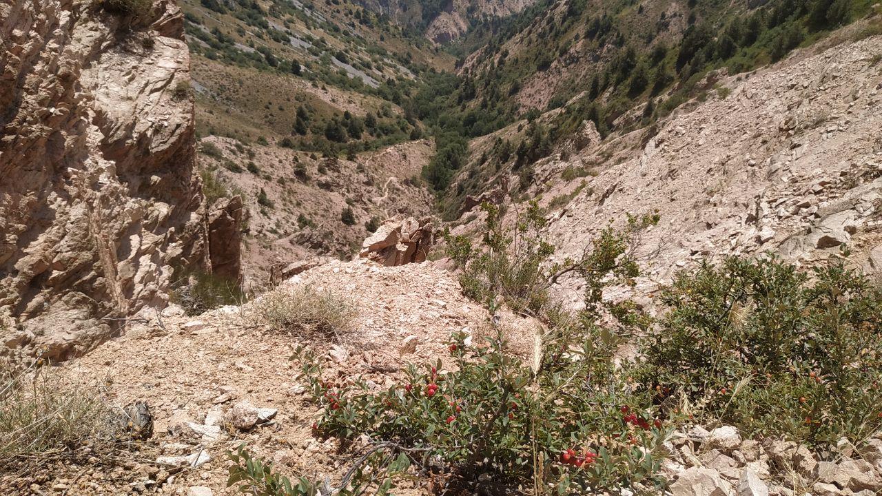 Tashkent: Tien Shan Mountains Guided Hike with Picnic
