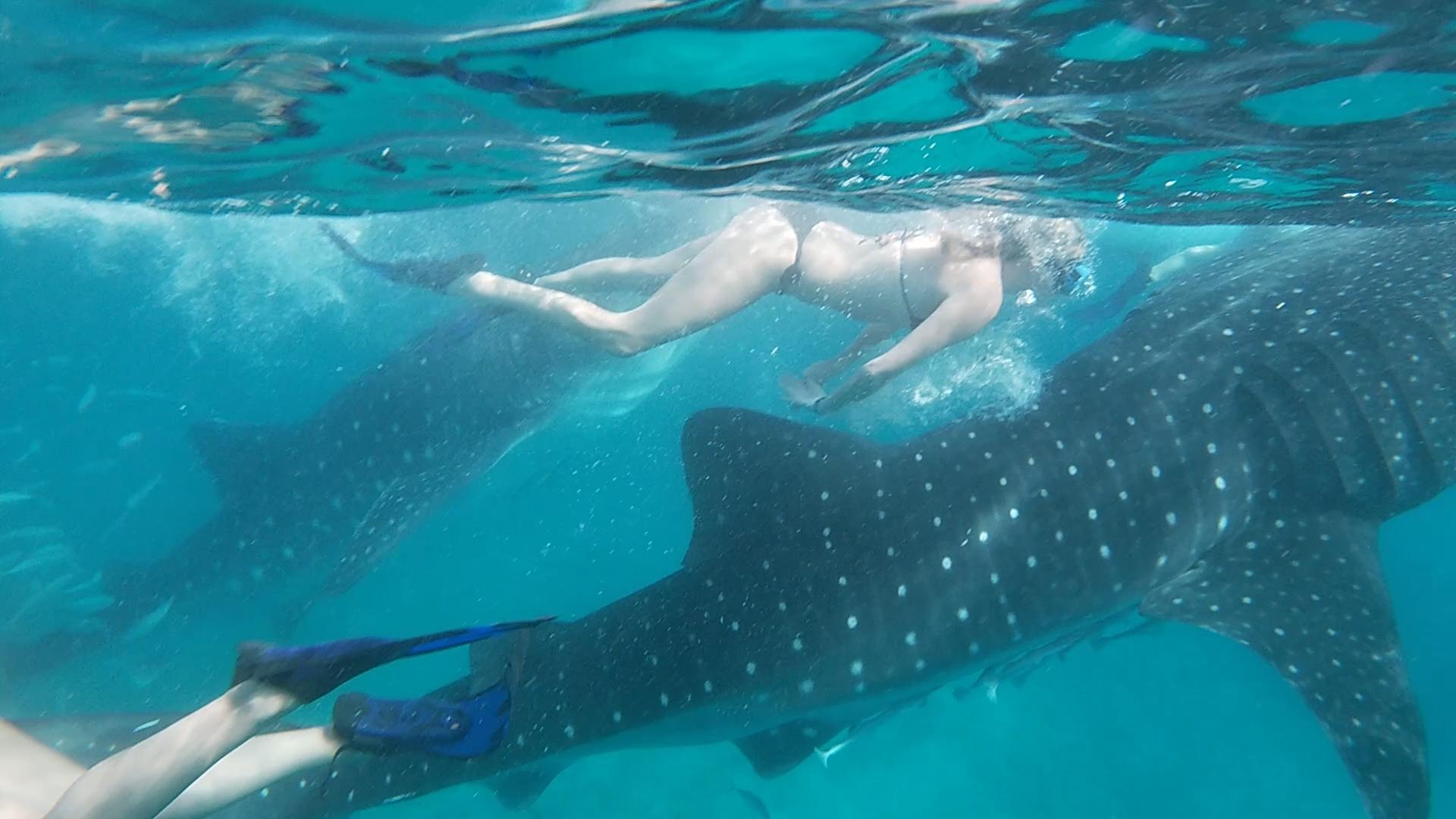 Cebu:WhaleShark Watching & Kawasan Canyoneering Private Tour 2
