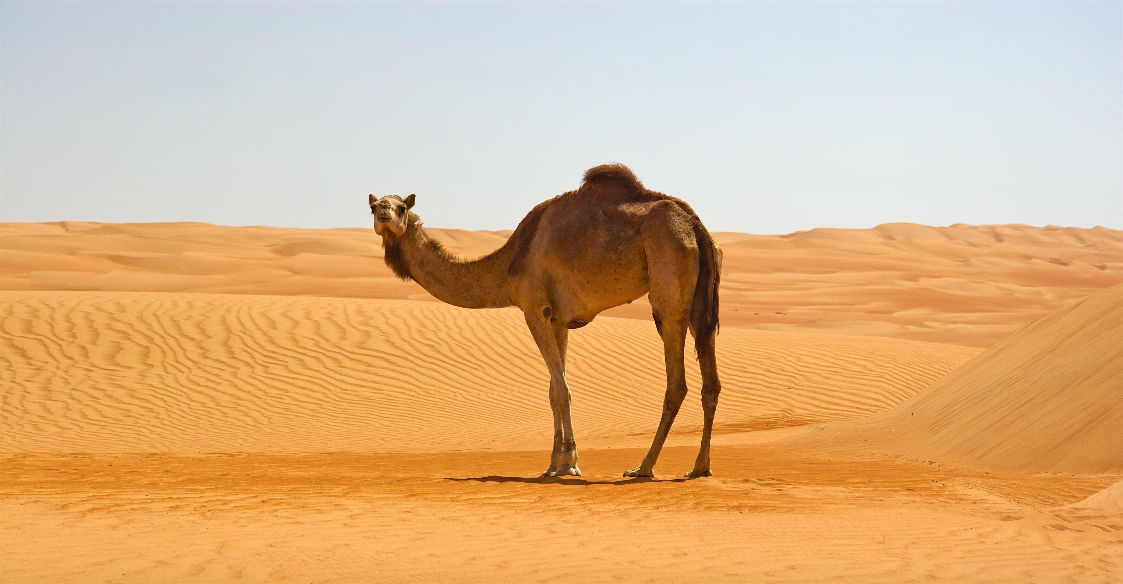 From Muscat: 2-Day Wadi Bani Khalid Swim & Wahiba Sands Tour 2