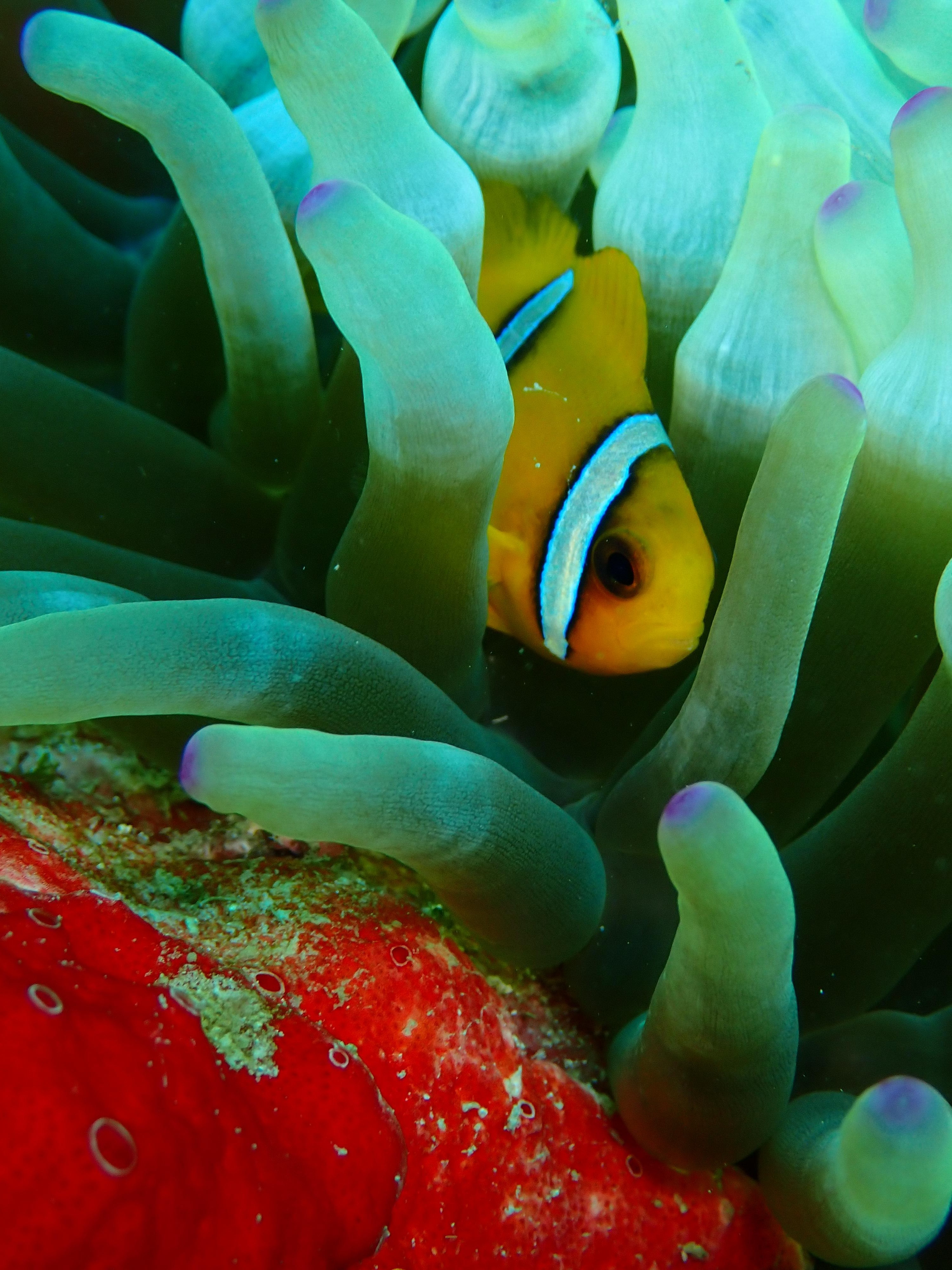 Musandam: Discover Scuba Diving Experience