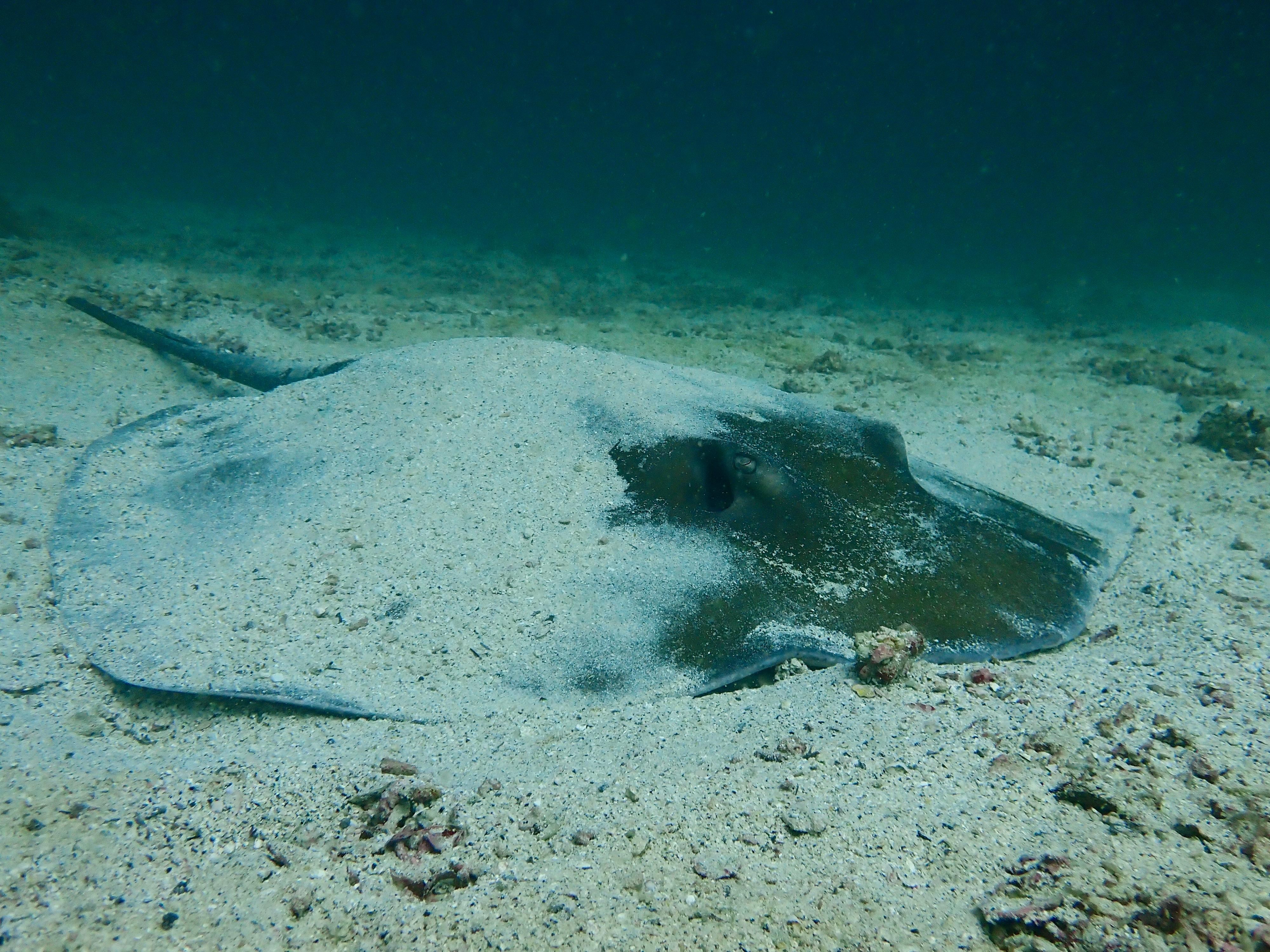 Musandam: Discover Scuba Diving Experience 3