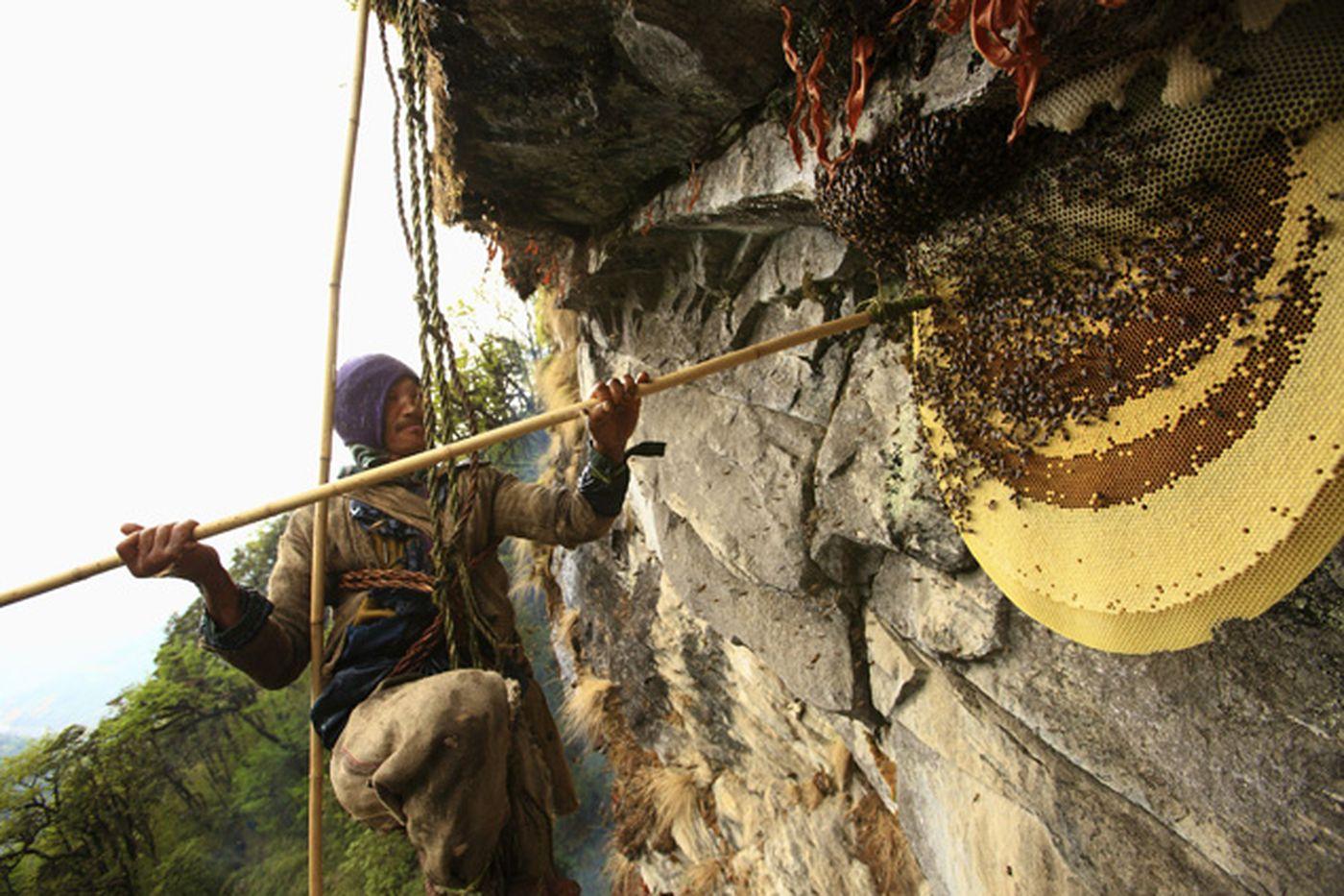From Pokhara: Parbat District Honey Hunting Tour