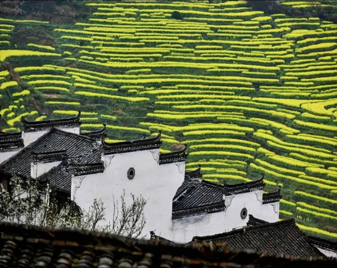 Shanghai: Wuyuan Villages & Rapeseed Flower 2-Day Tour 2