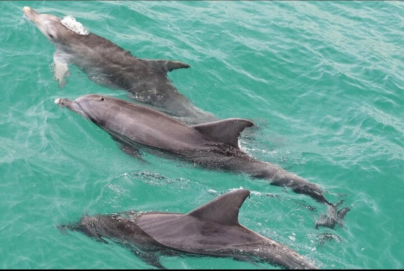 Salalah Dolphin Watching Boat Tour with Refreshments 2