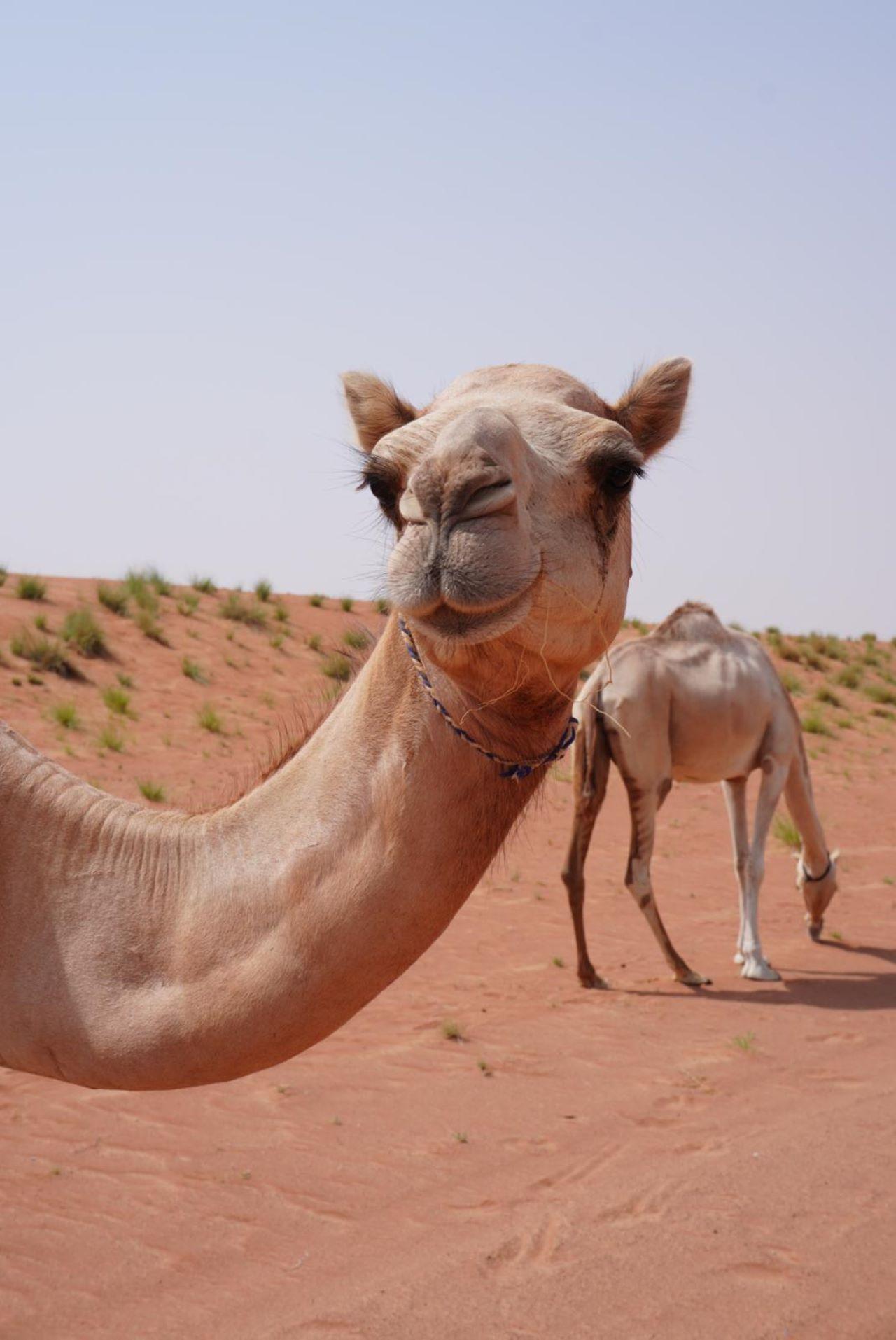 From Muscat: Full Day to Wahiba Sands and Wadi Bani Khalid 2