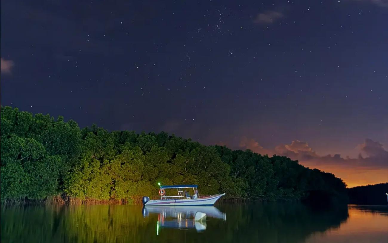 Desaru Private Mangrove Night Cruise & Fireflies Experience