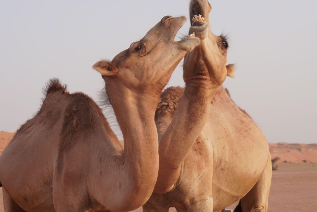 From Muscat: Full Day to Wahiba Sands and Wadi Bani Khalid