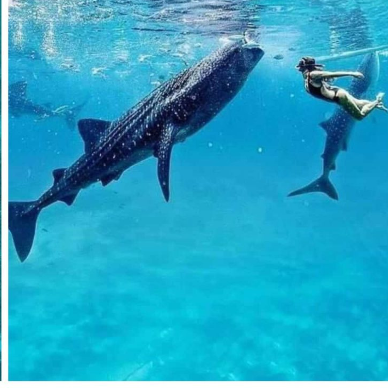 Cebu: Oslob Whaleshark Experience Shared Tour 2