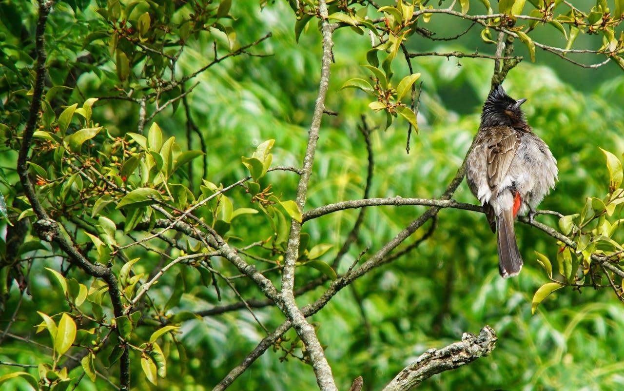 From Kathmandu: Private Phulchowki Birdwatching Day Tour