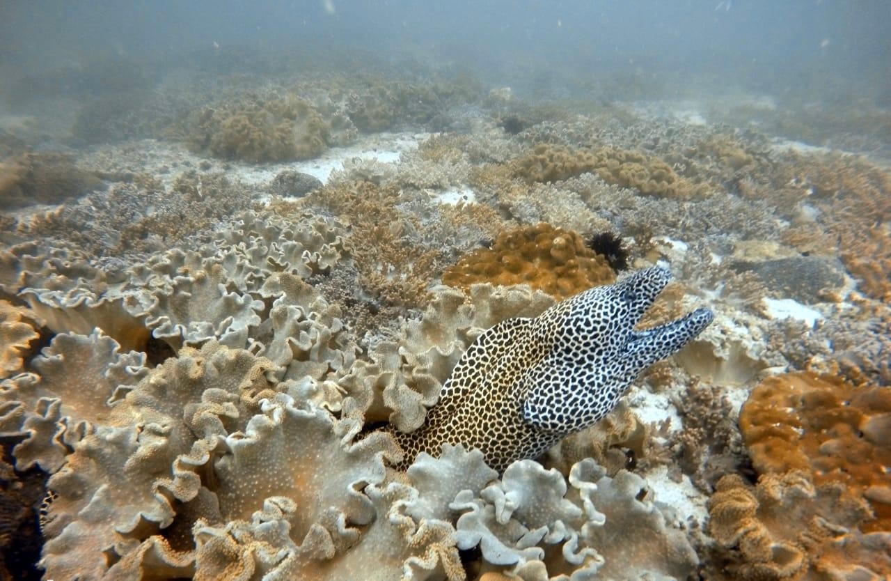Muscat:Daymaniat Islands Boat Trip with Snorkeling and Lunch 3