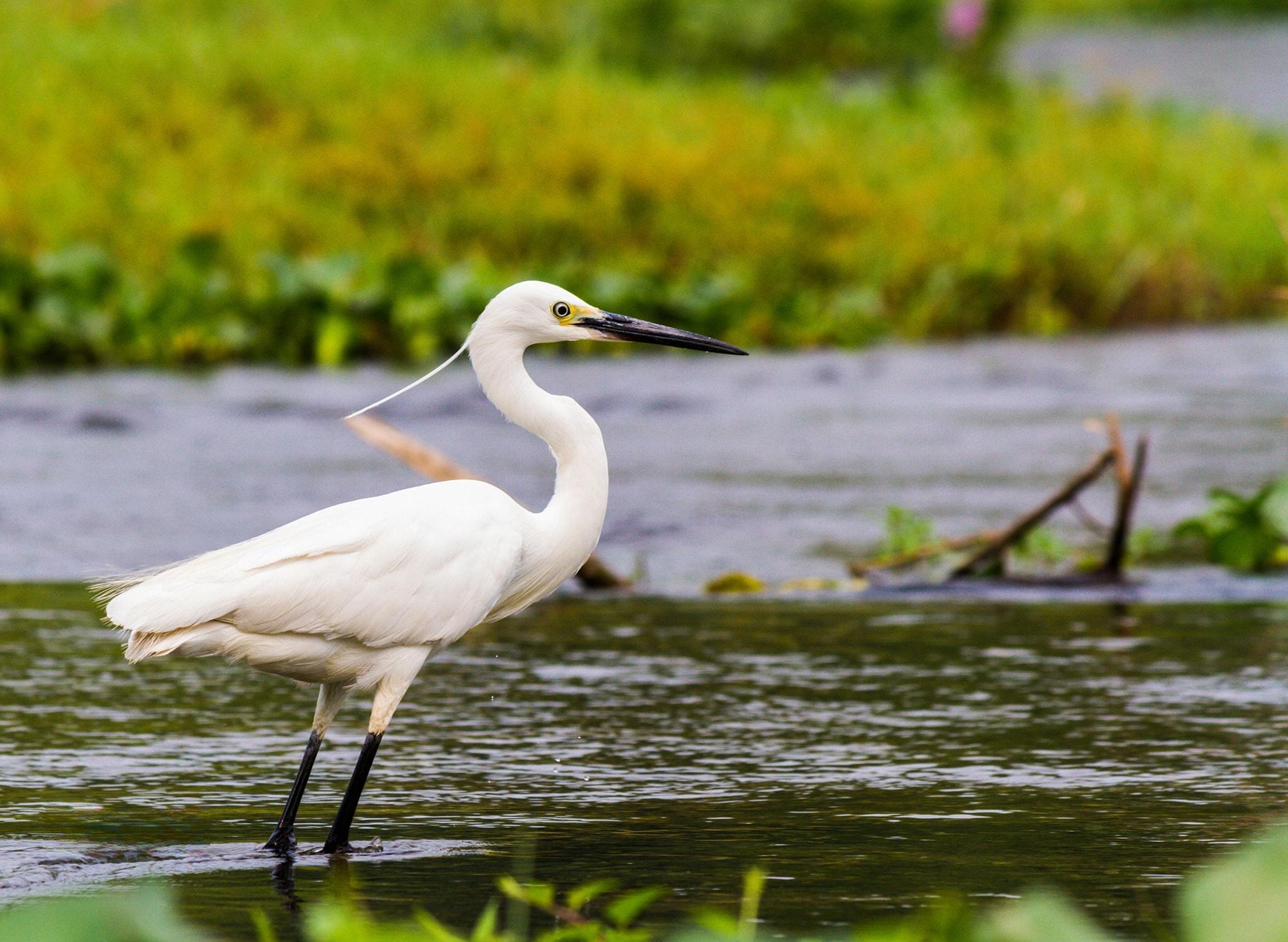 Nepal: 10-Day Birdwatching Tour with Guide & Transfers