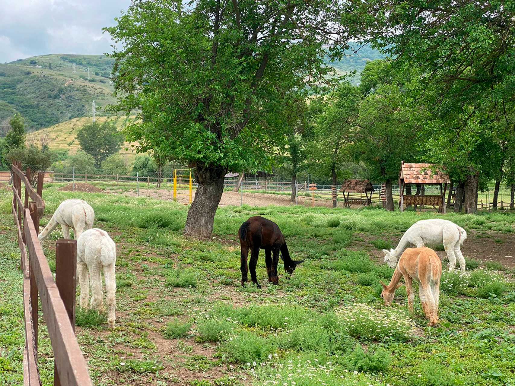 Shamakhi, Azerbaijan: 1-Day Alpaca Farm Visit & Feeding 3