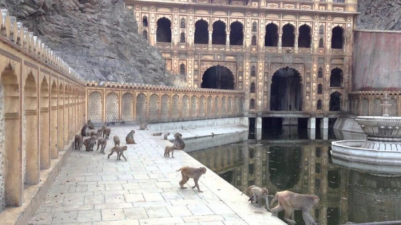 Jaipur: Morning Monkey Temple Guided Tour with Local Market 2